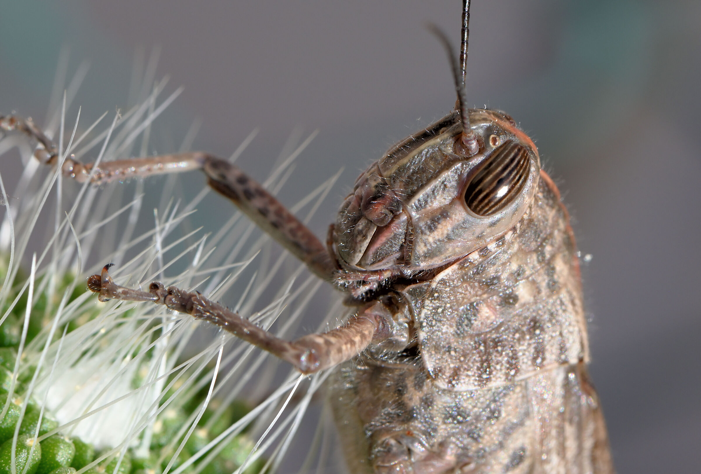 Ho così fame che mi mangio pure le spine (Locusta)