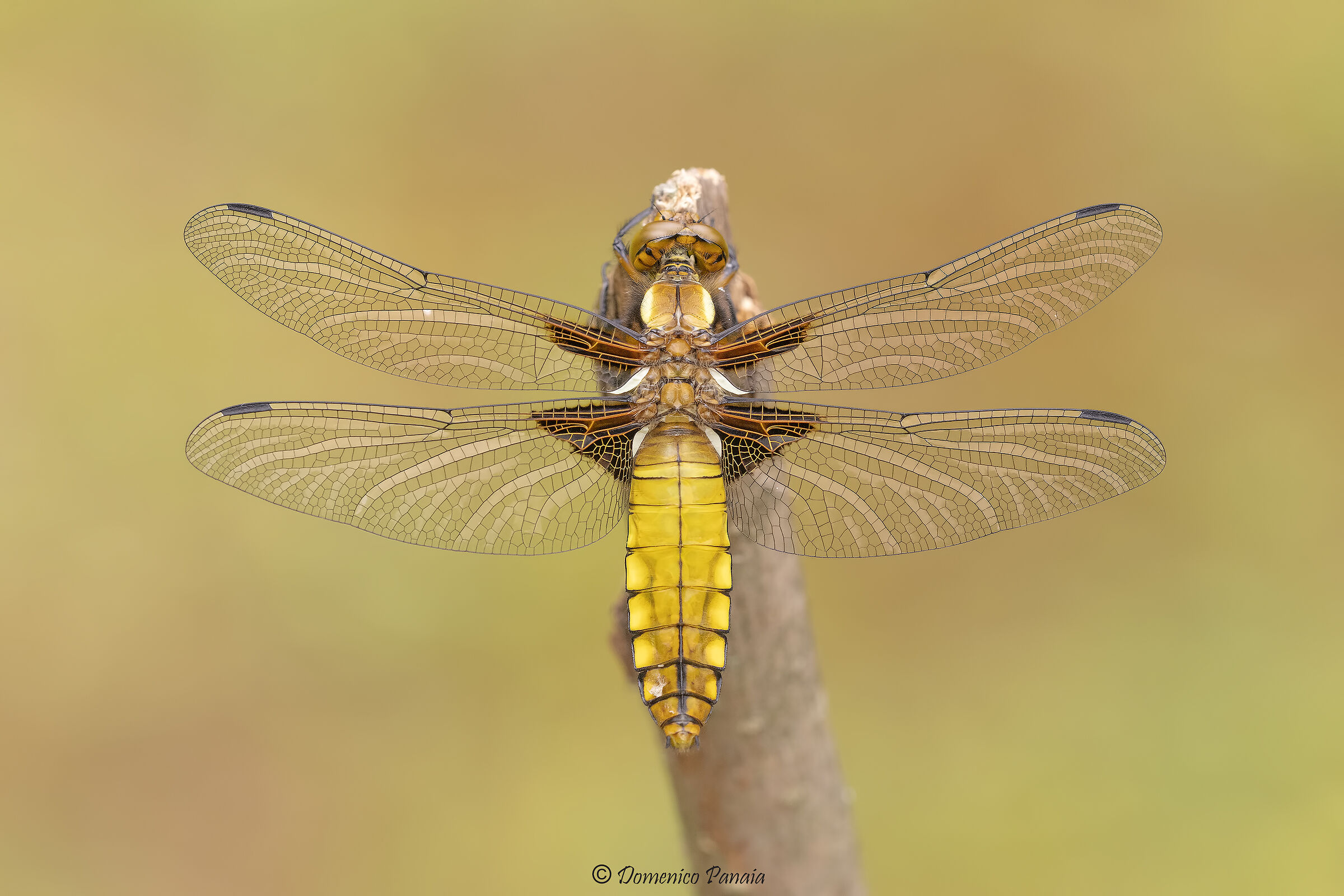 female depressed dragonfly