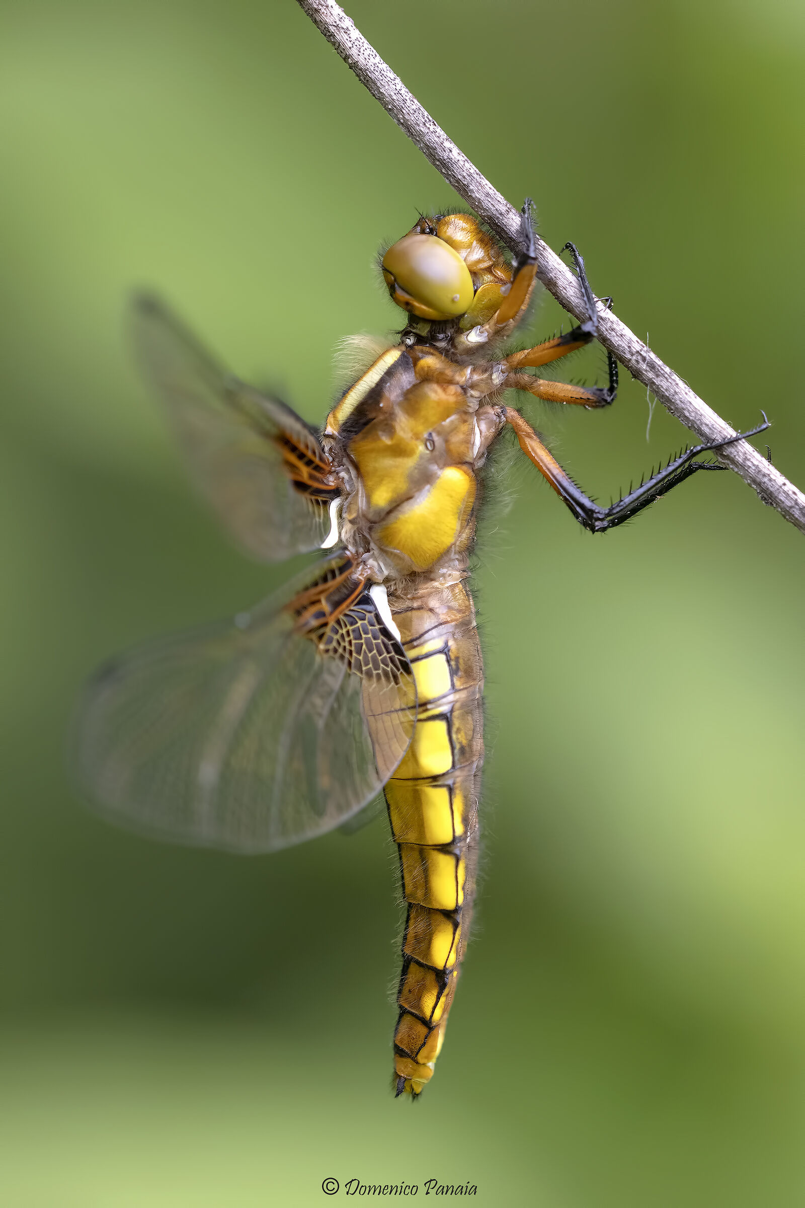 depressed dragonfly