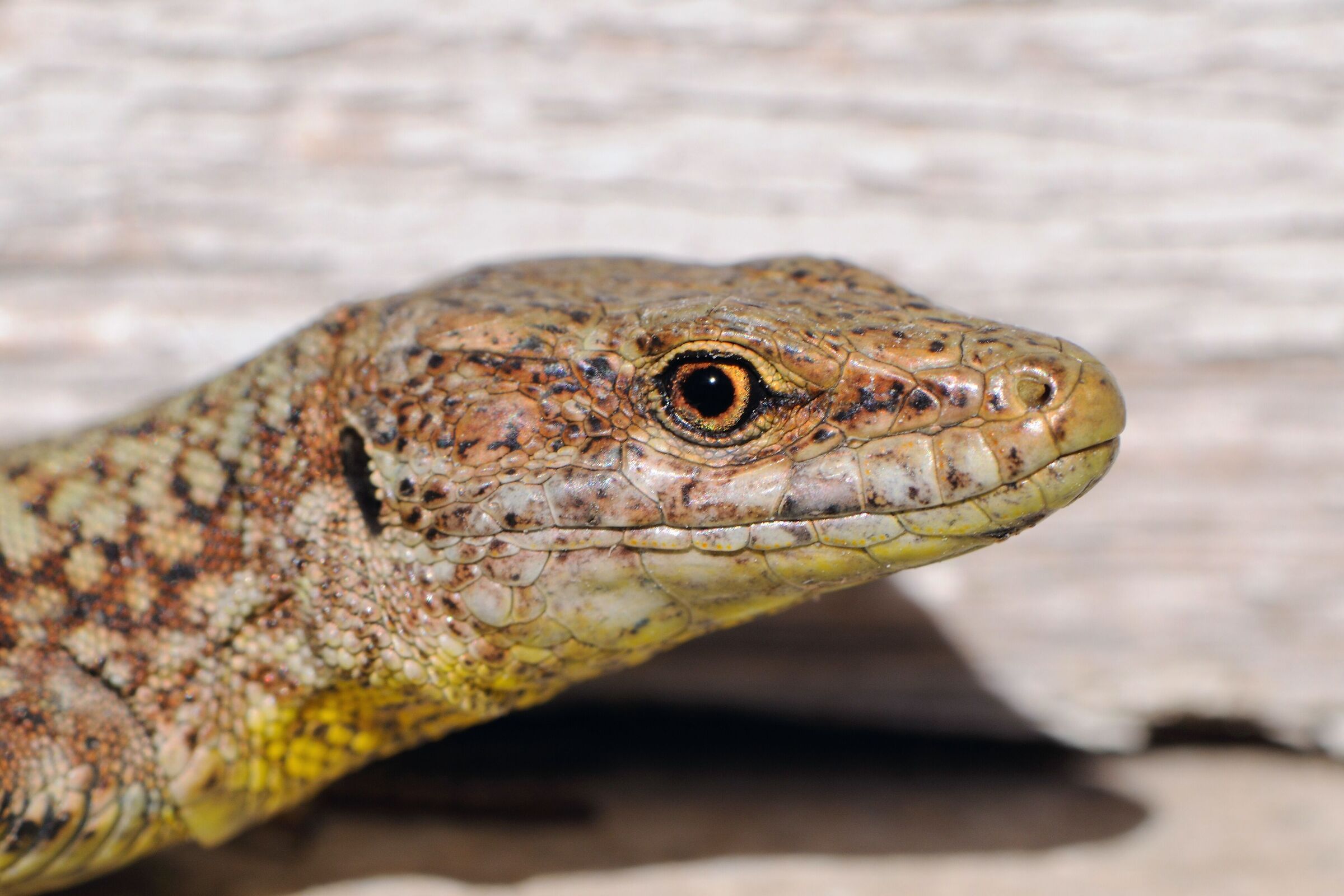 Godzilla... (a simple lizard)