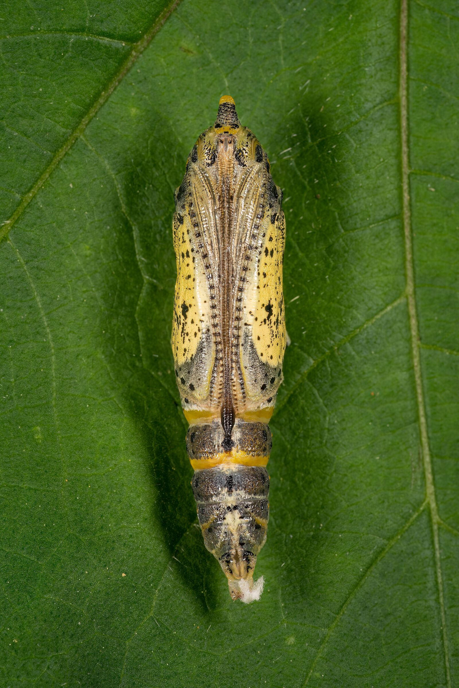 Crisalide di Pieris brassicae