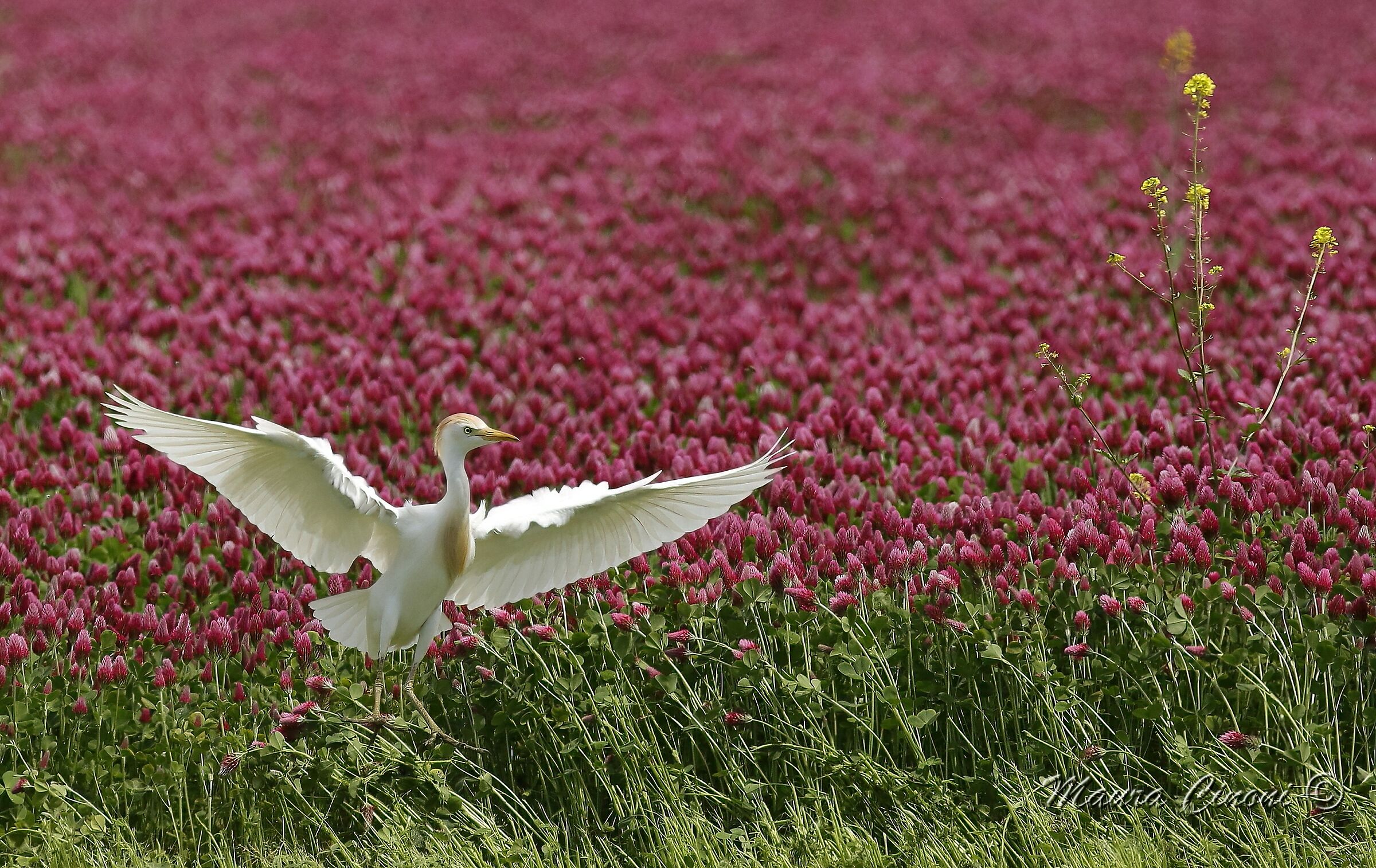 Cattle Heron on clover field