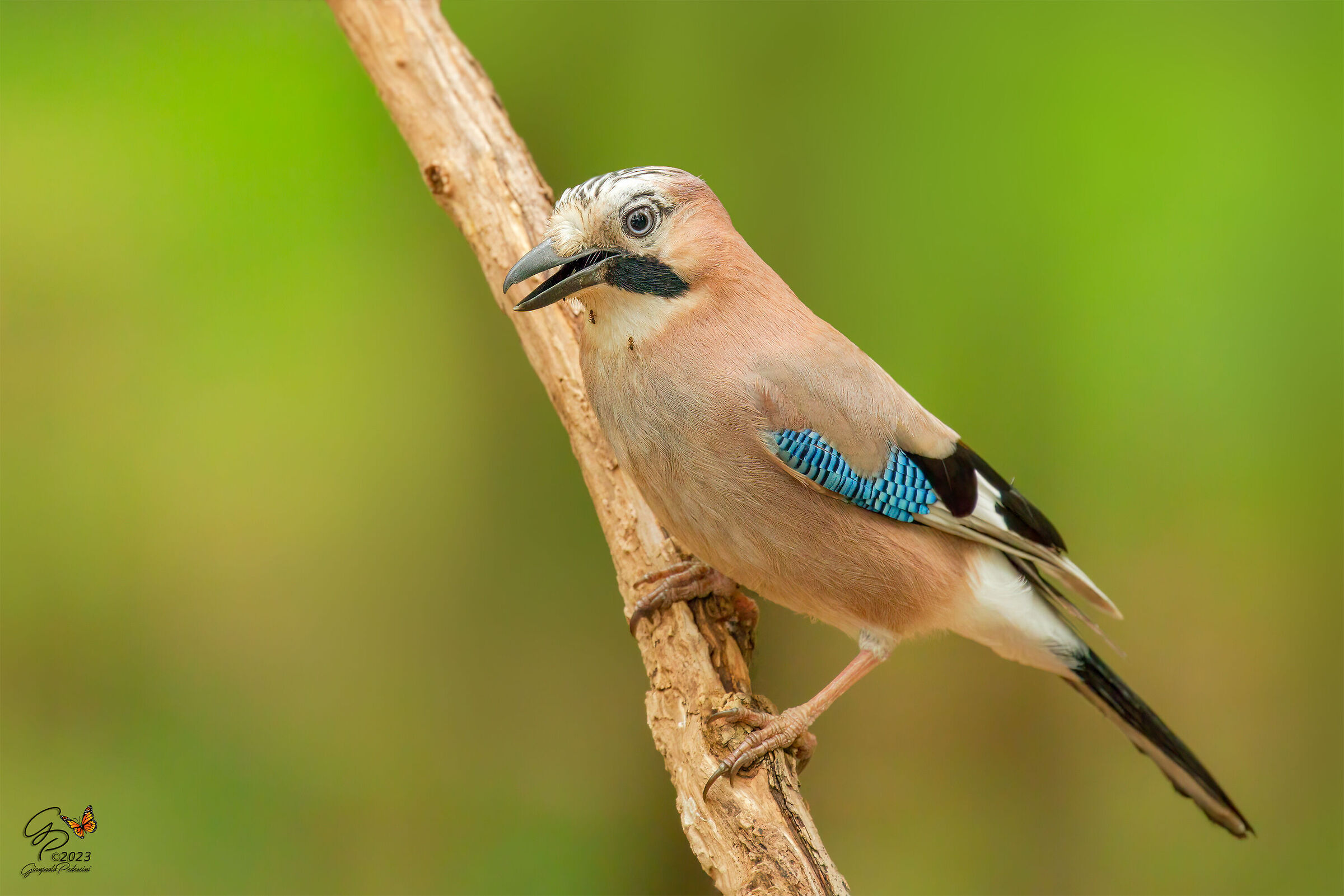 Ghiandaia con ospiti