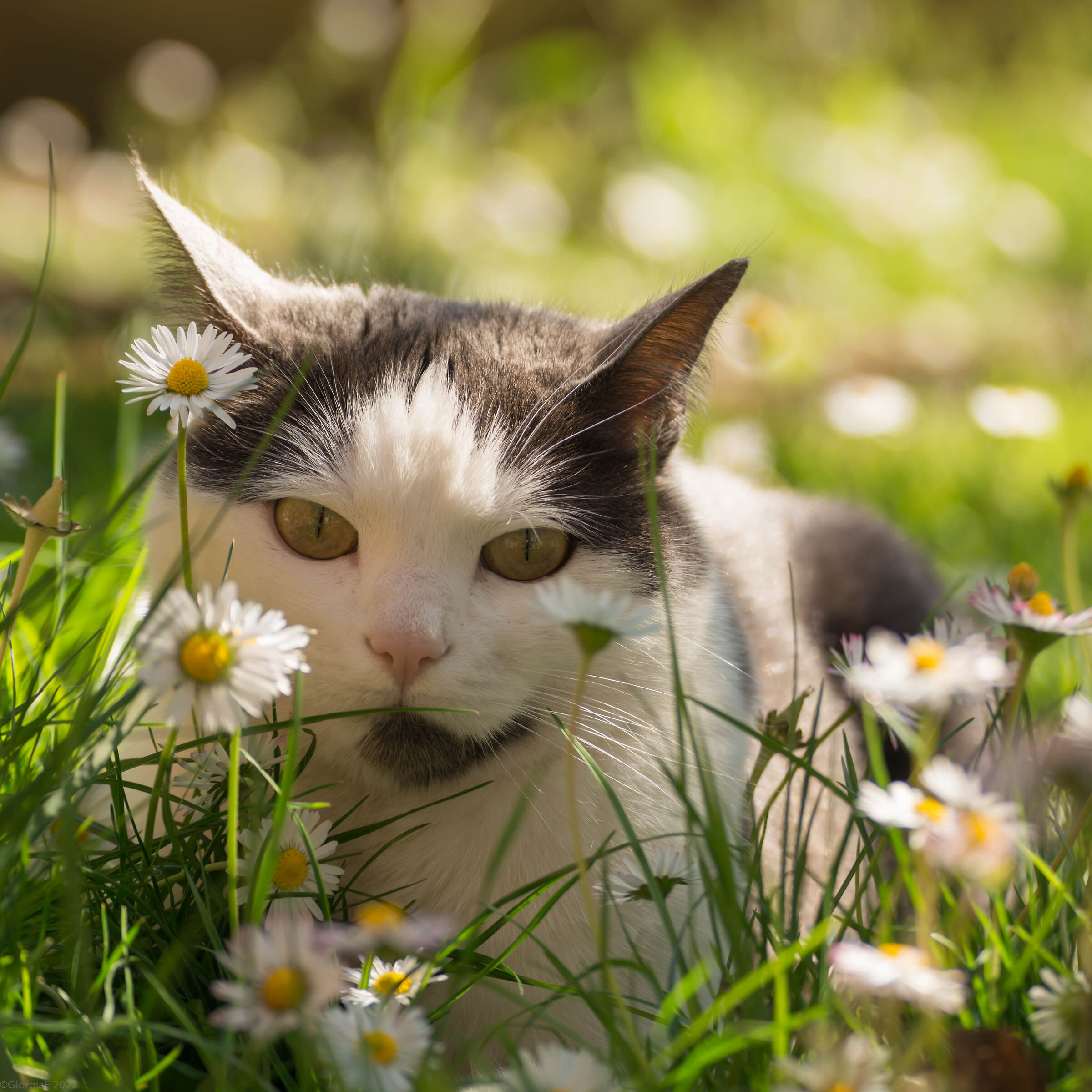 Popes in flowers
