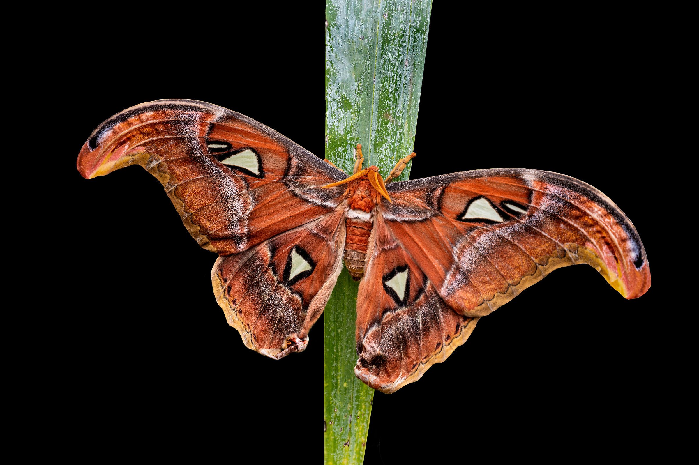 Attacus atlas