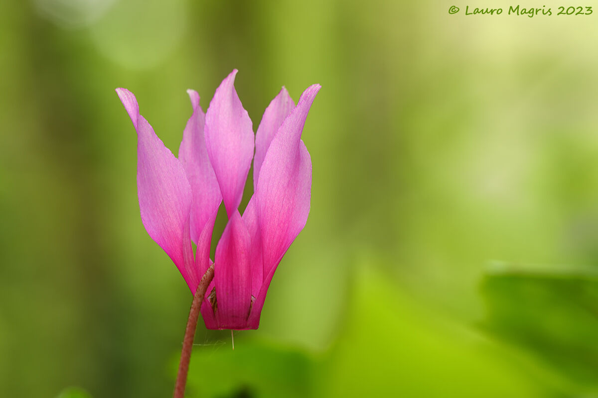 Guardare e non toccare