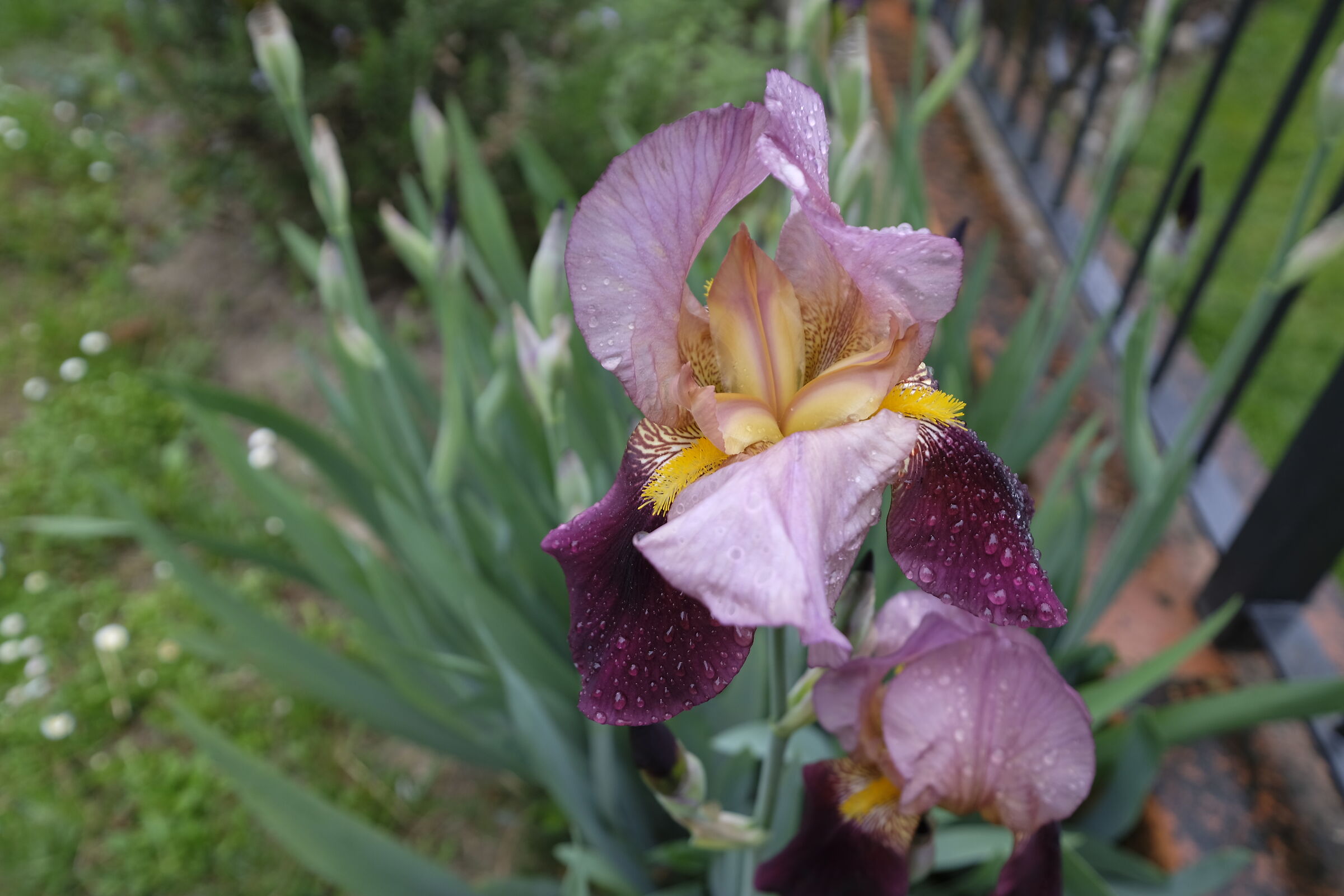 Iris