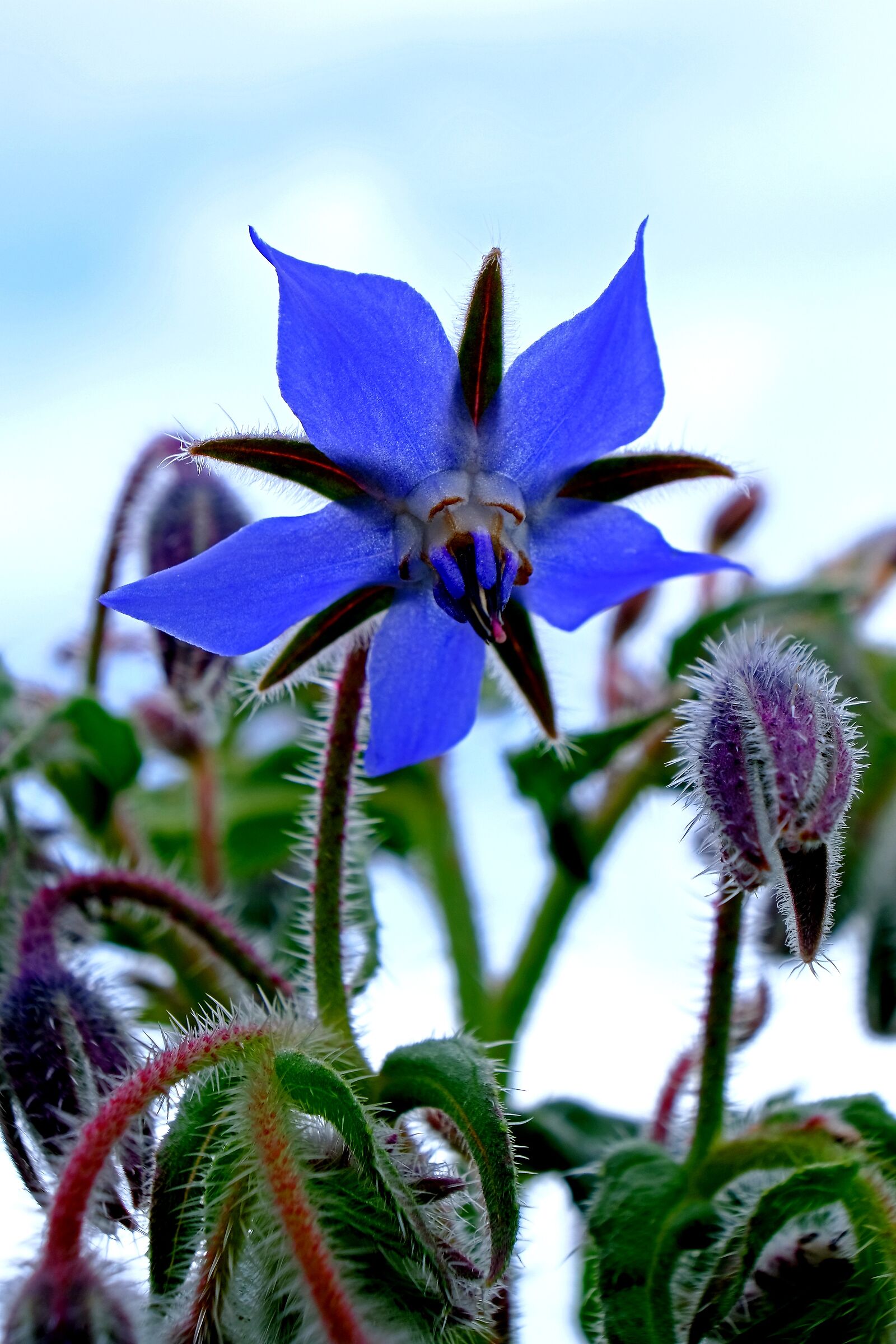 Borage flower.