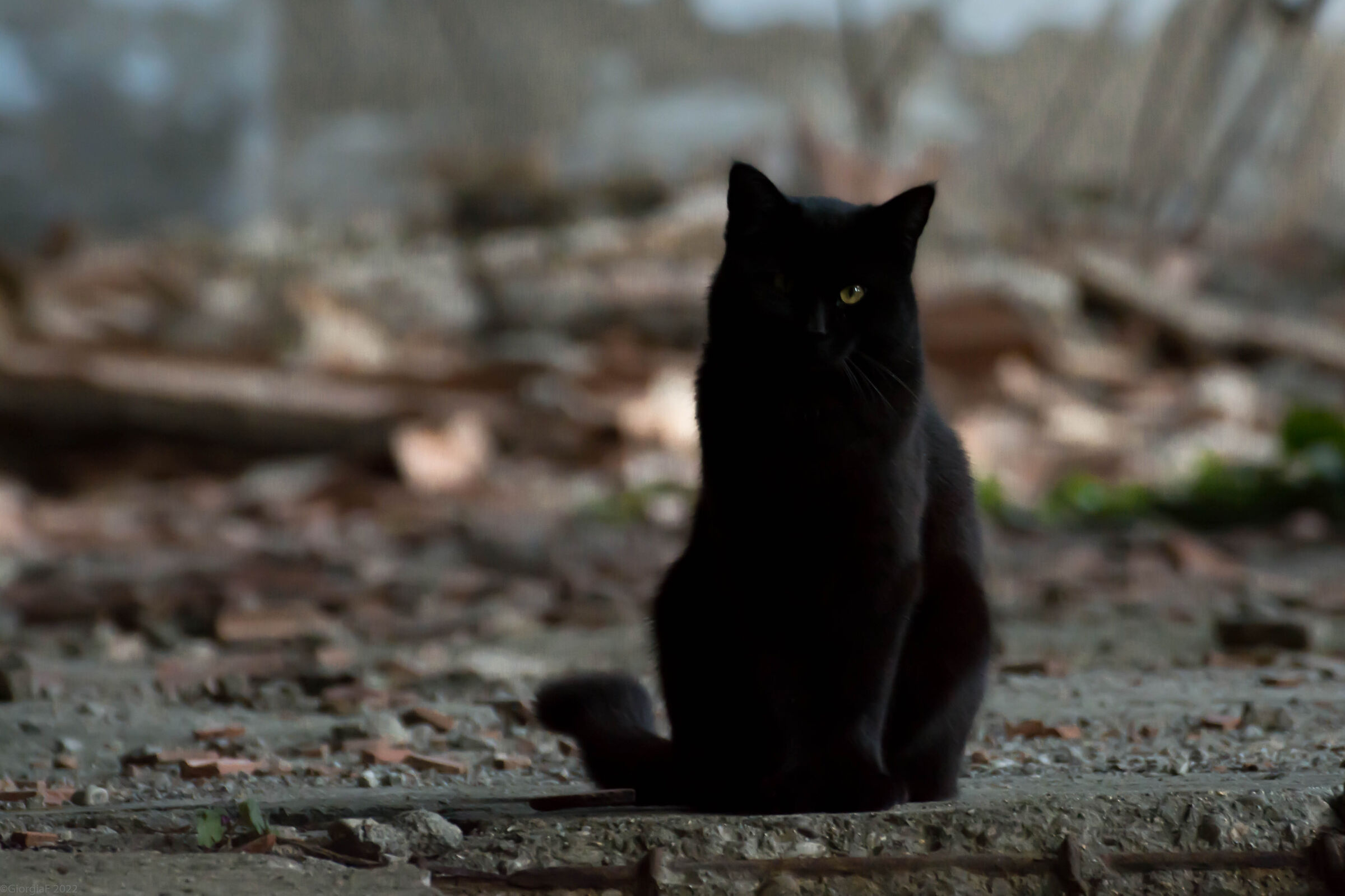 Black colony cat