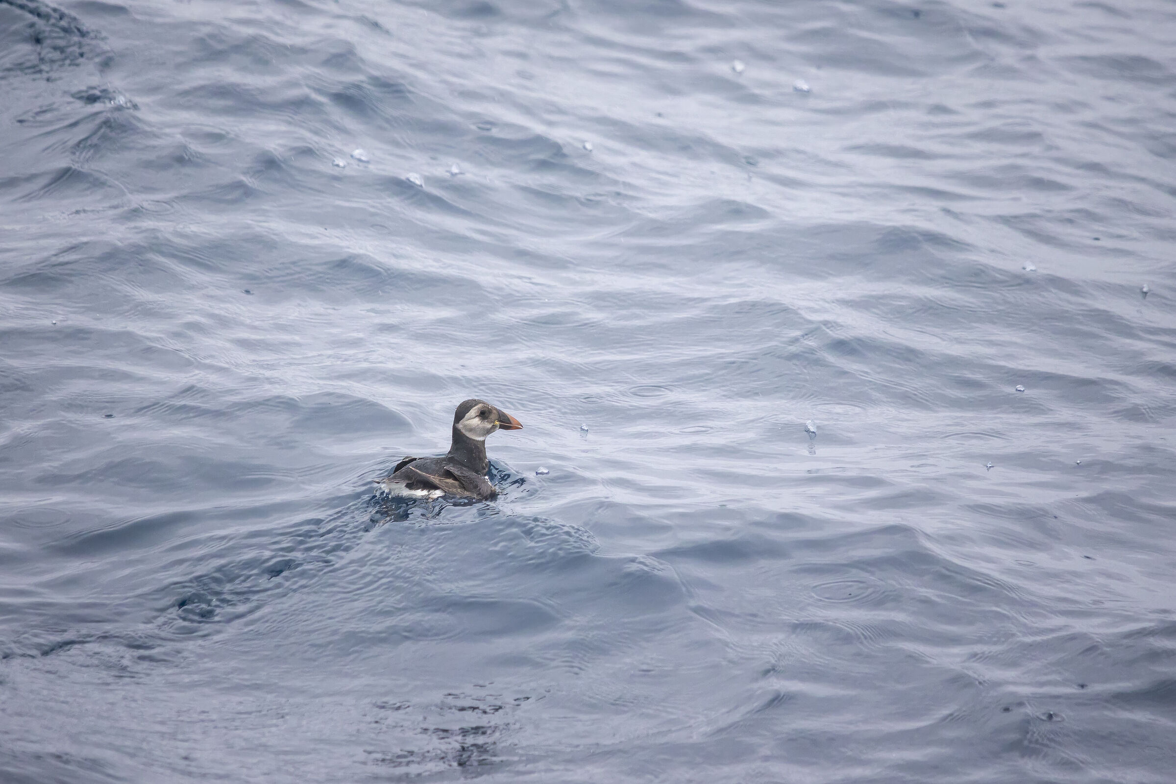 Puffin