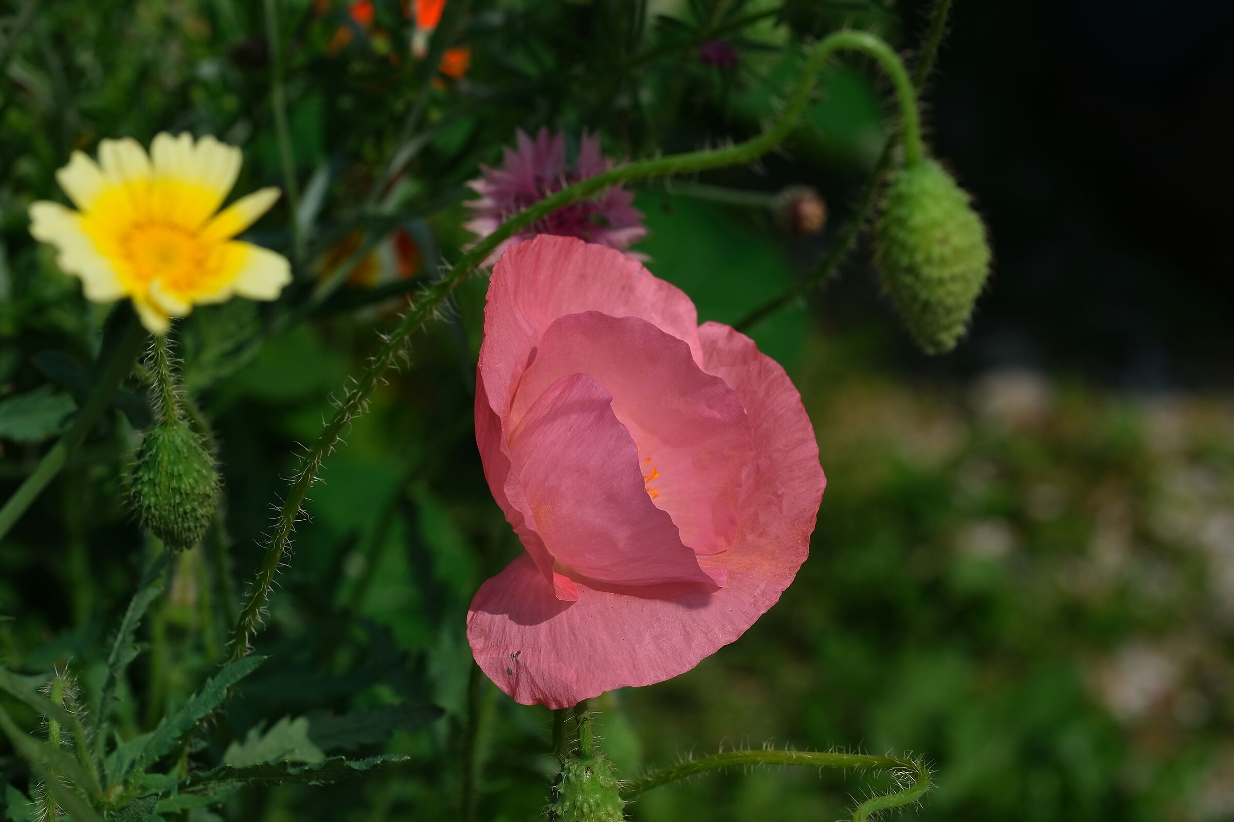 Papavero rosa
