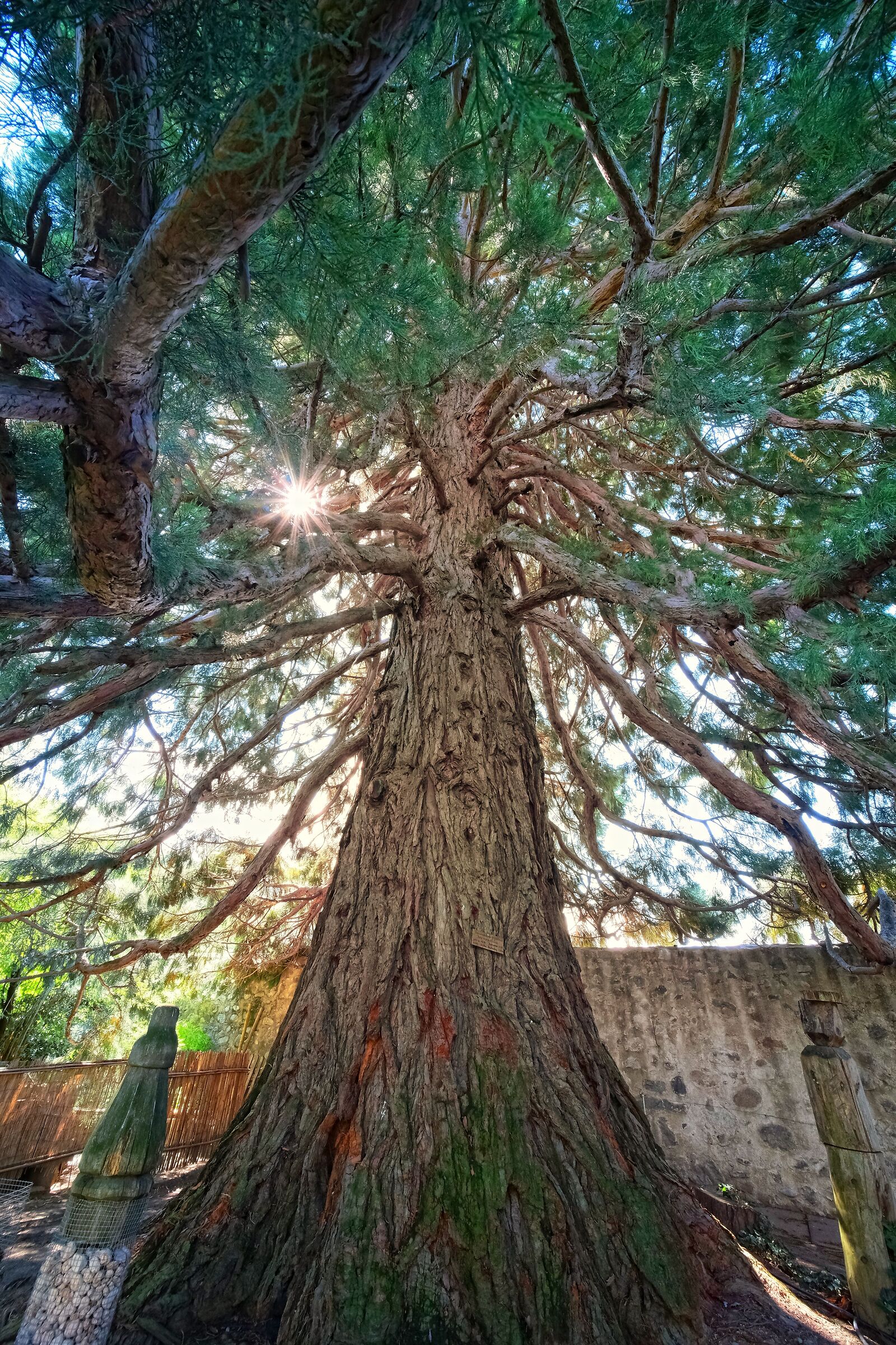 La sequoia dell'Abbazia di Novacella