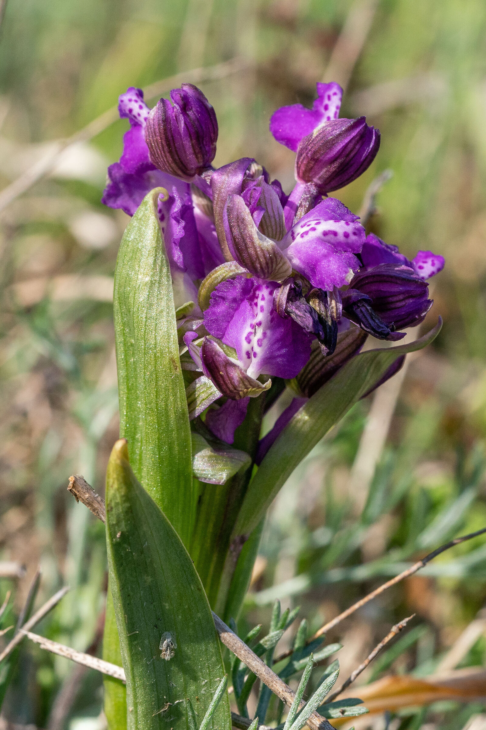 wild orchid