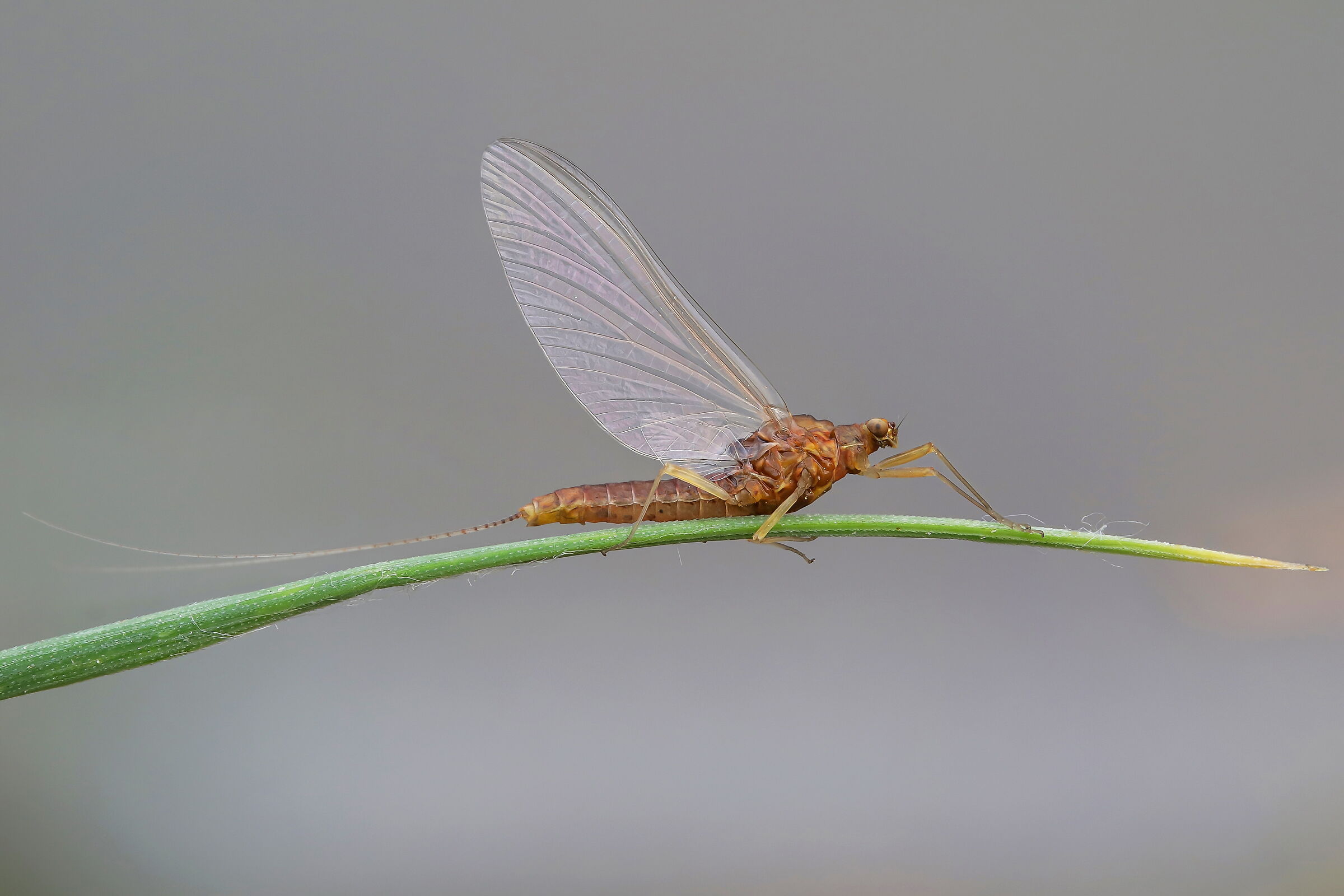 Mayfly