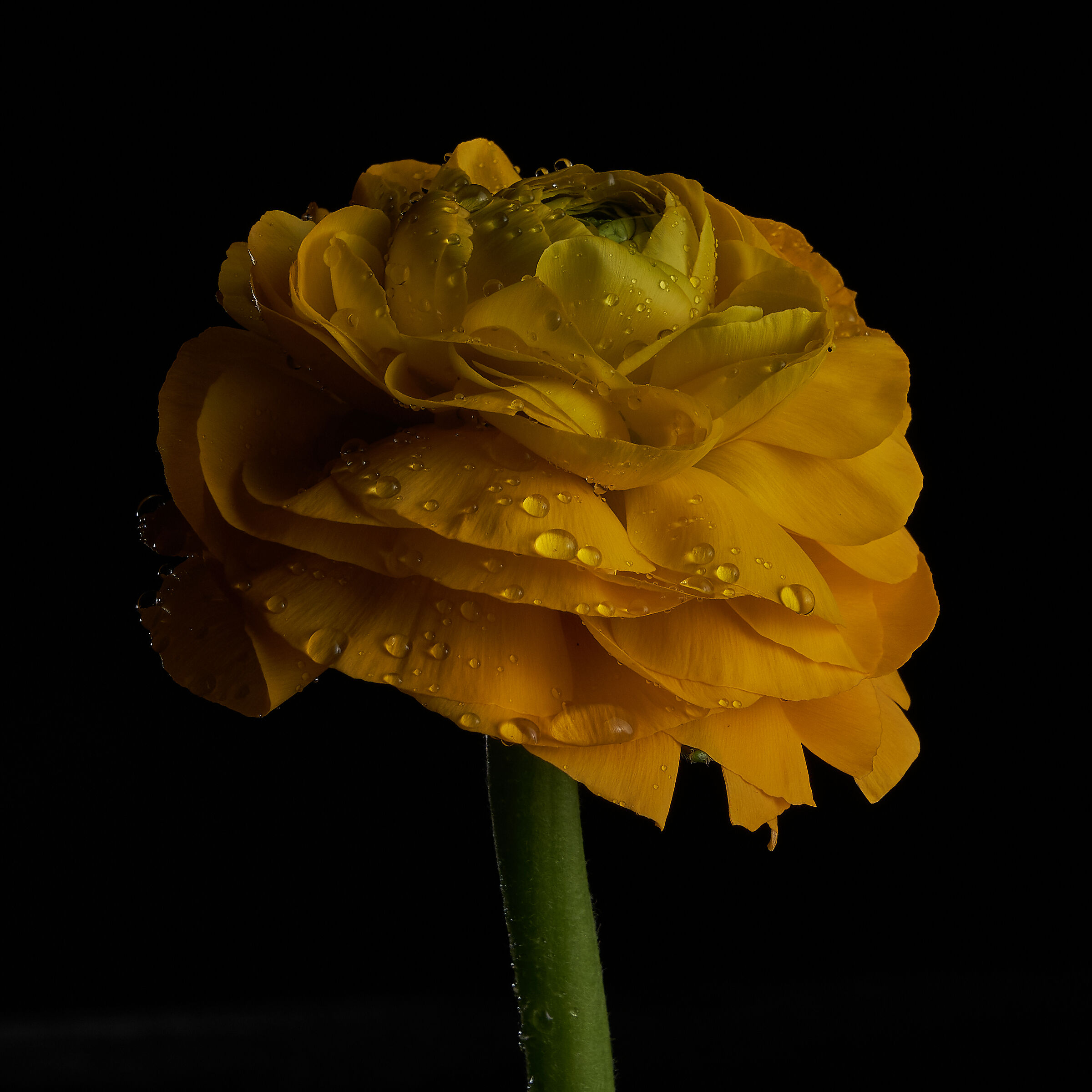 Flower ?