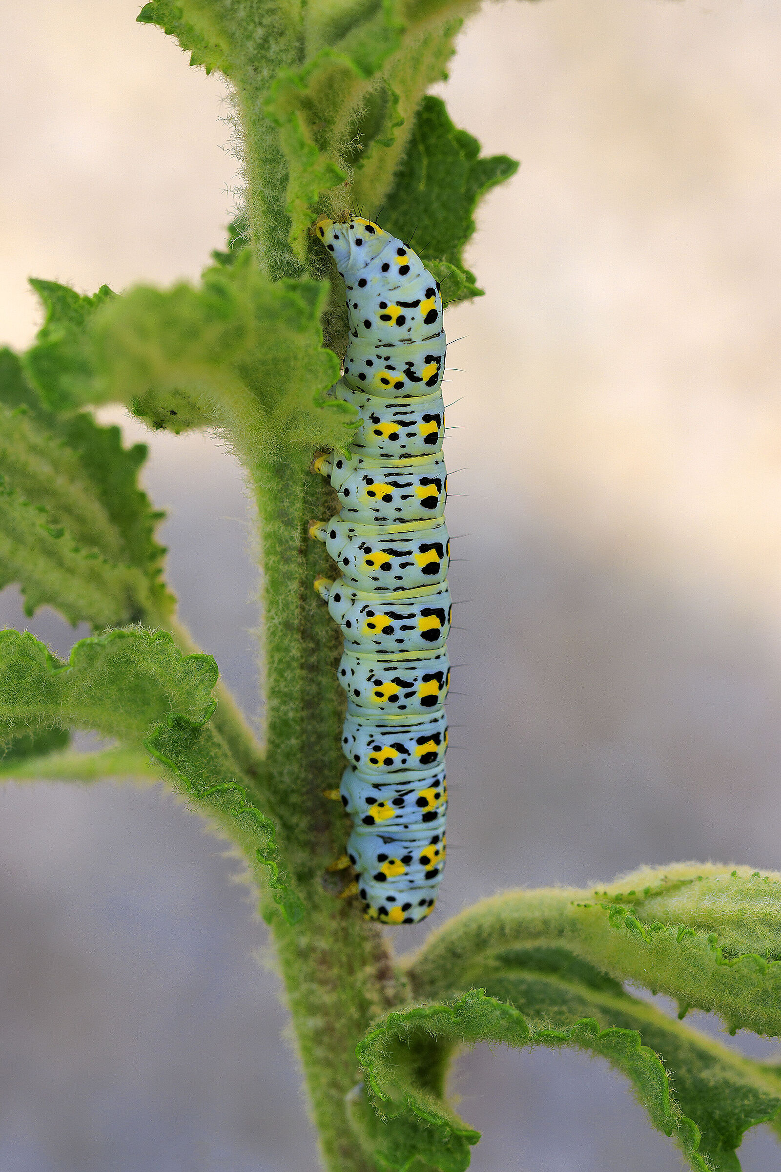 Cucullia verbasci (farfalla notturna)