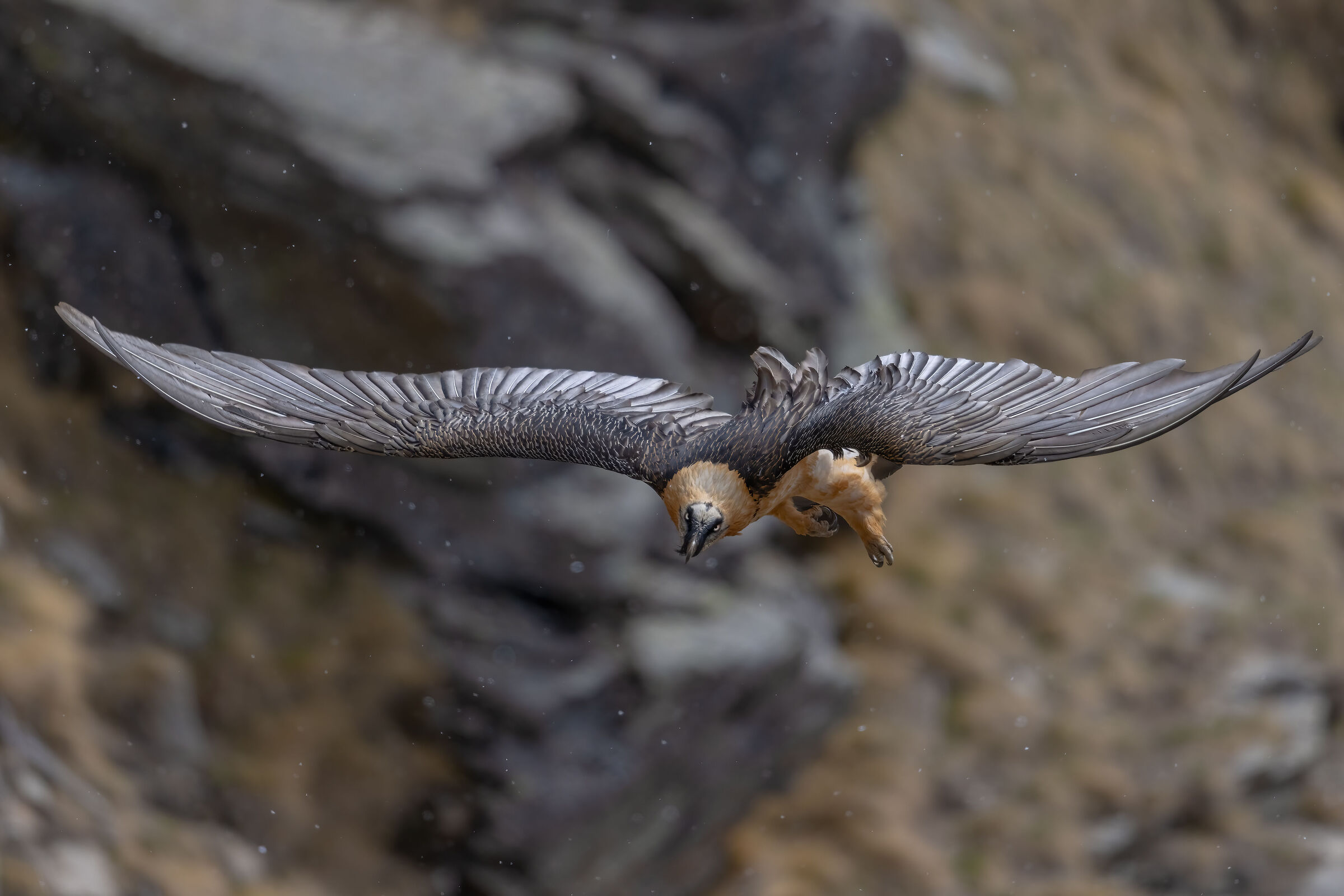 Bearded vulture