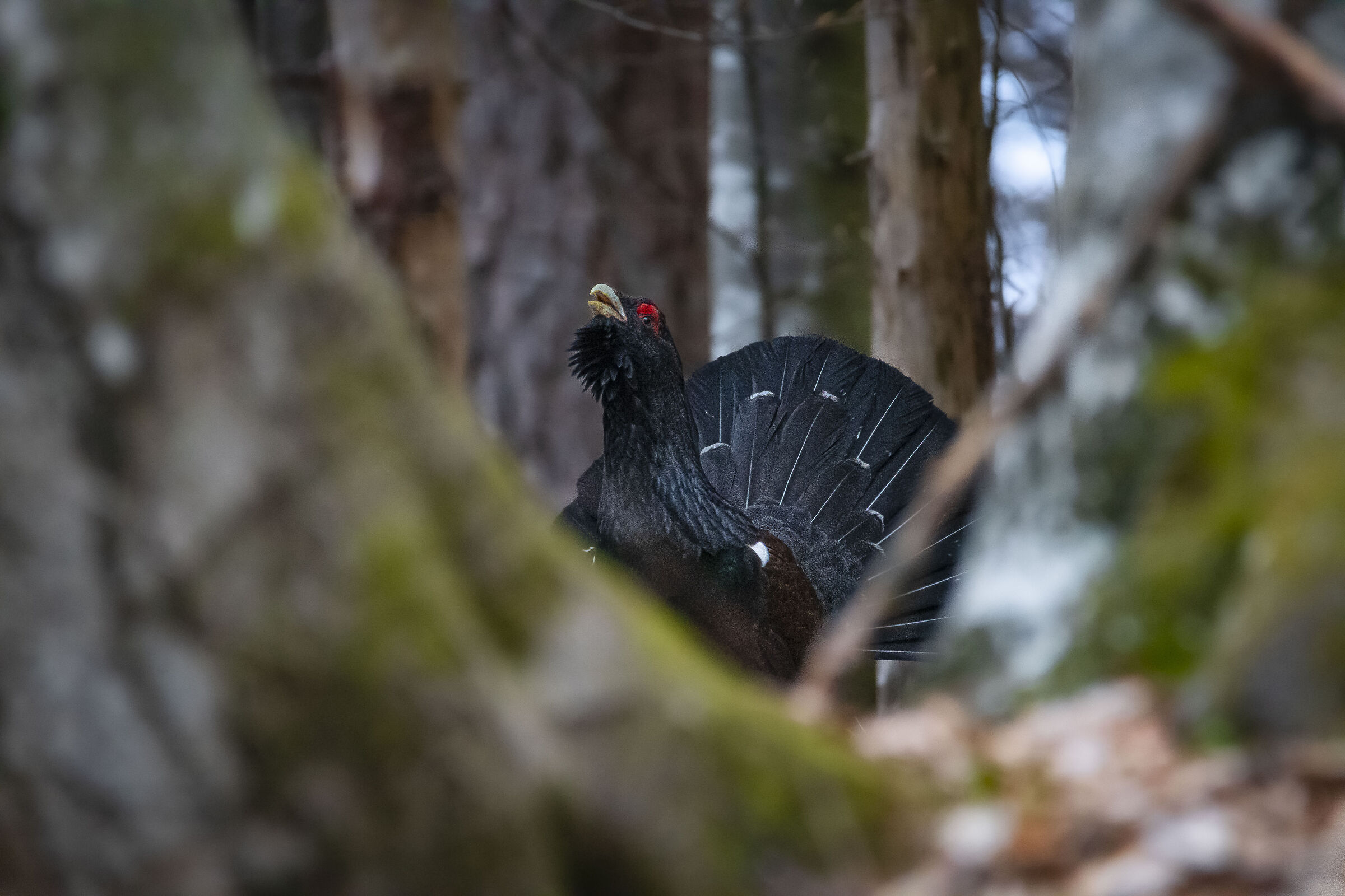 Gallo cedrone