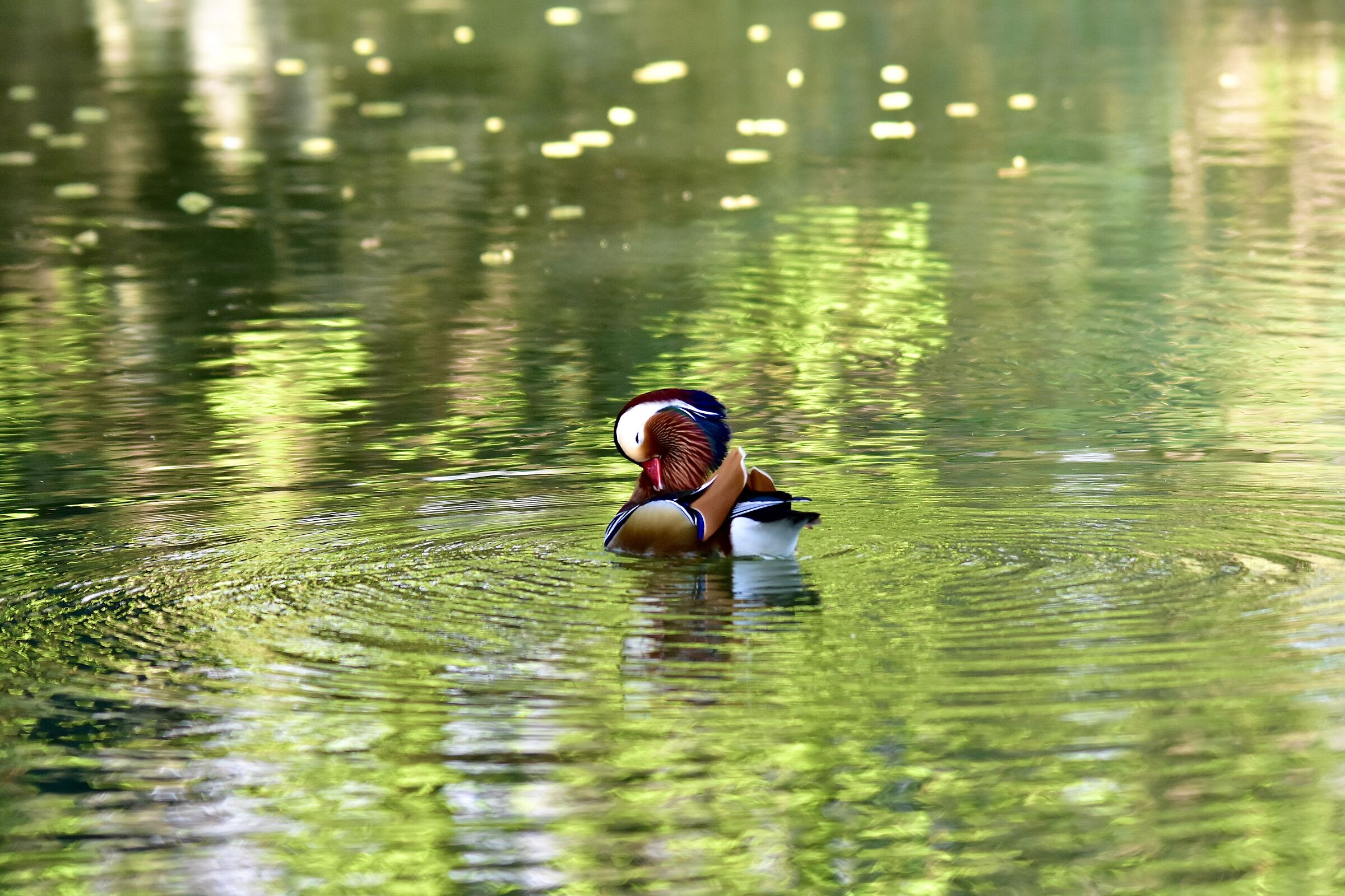 Mandarin duck