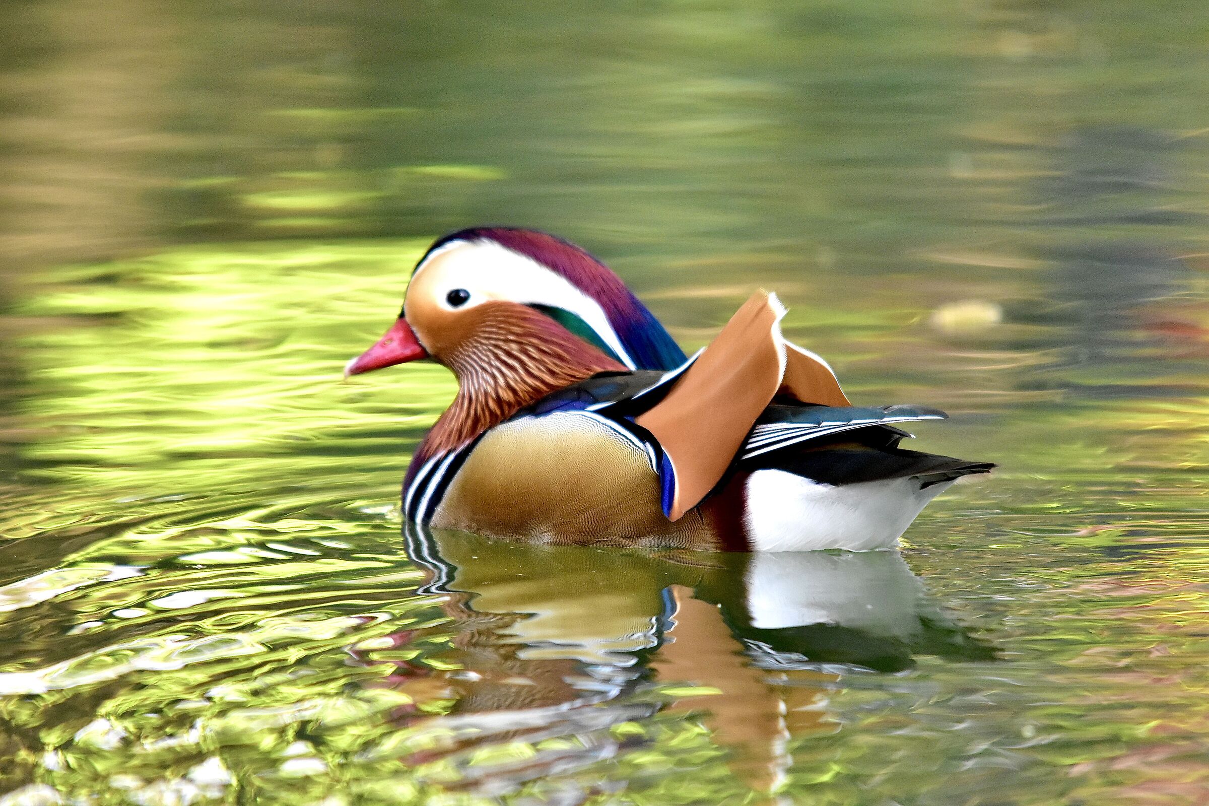 Mandarin duck