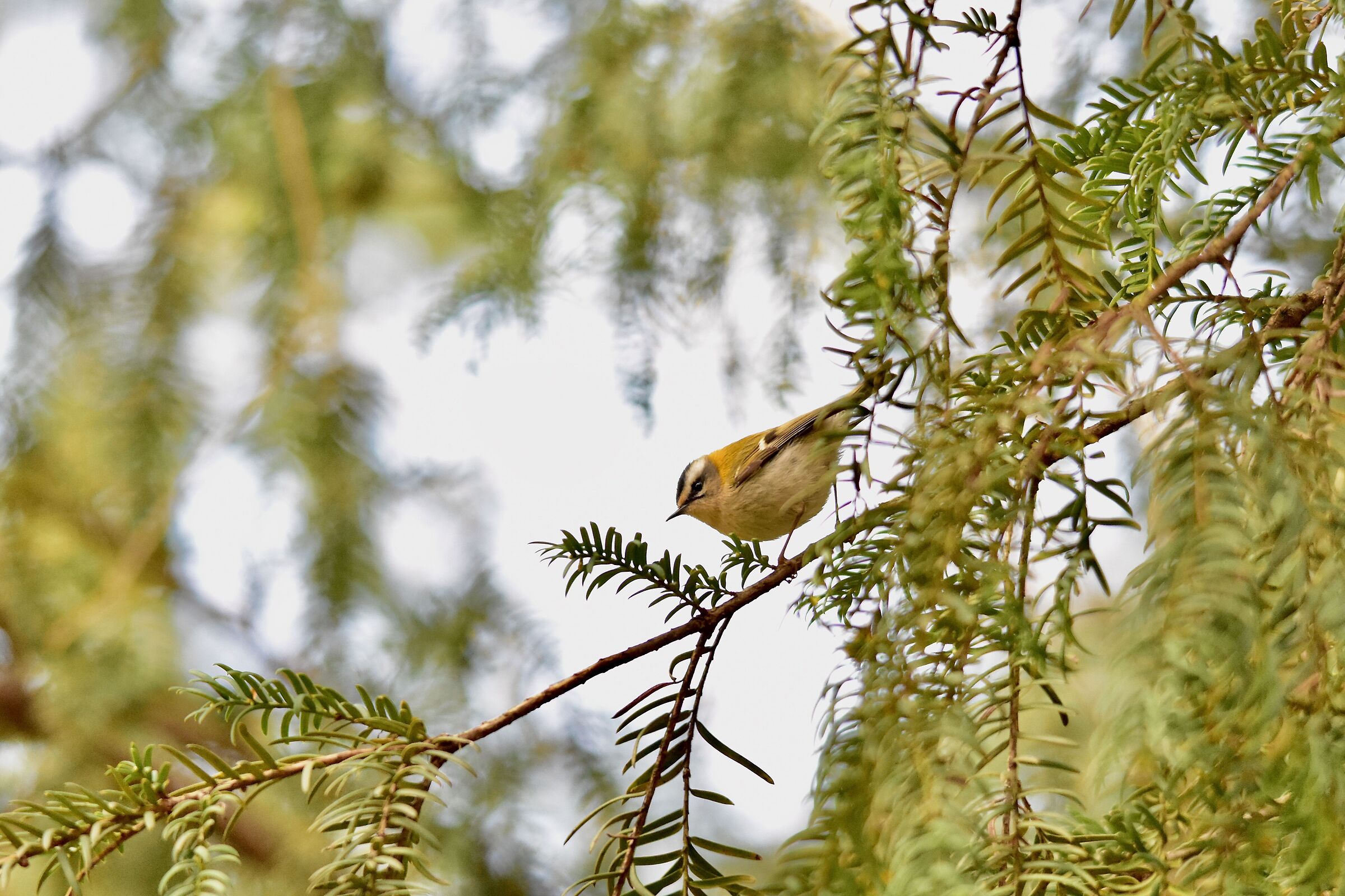 Firecrest