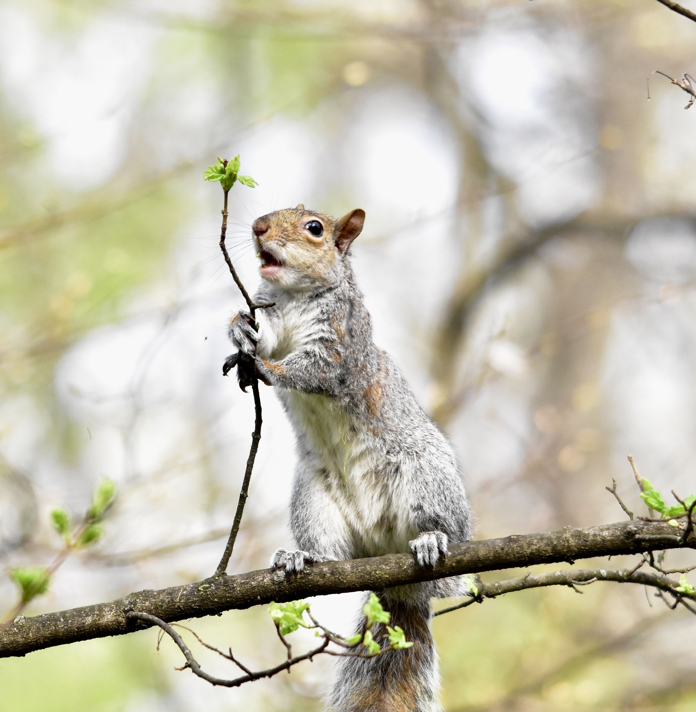 North American gray squirrel