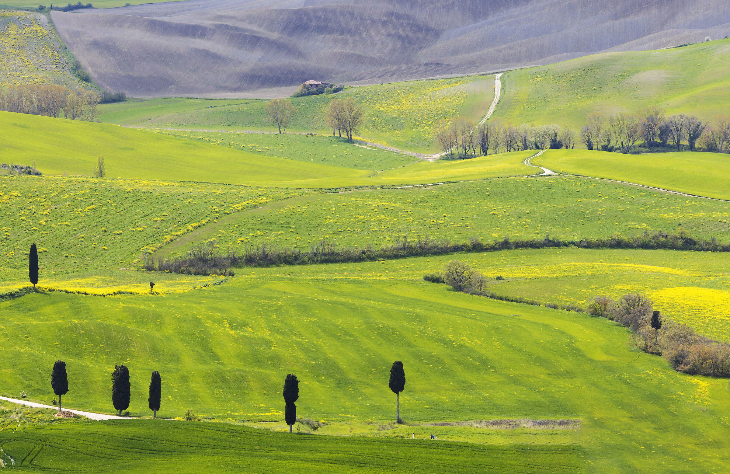Cypresses and hills