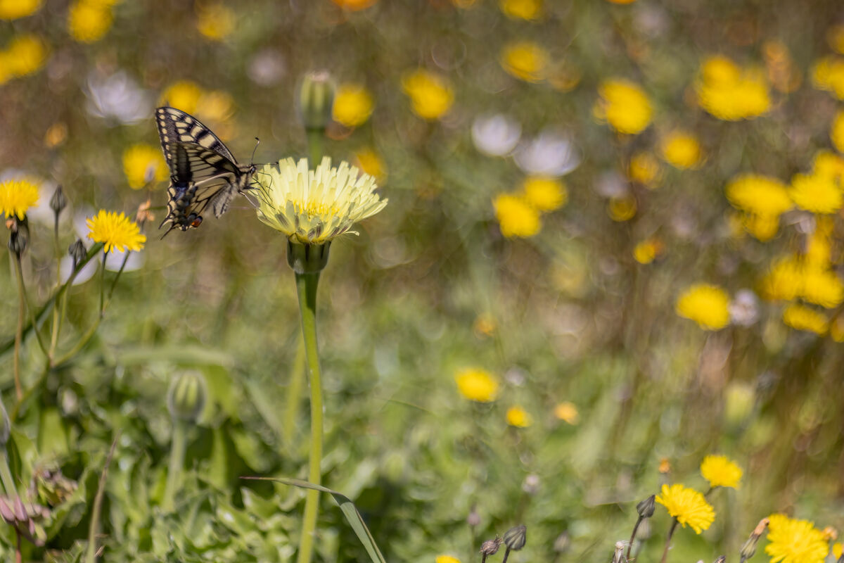 Macaone su fiore giallo