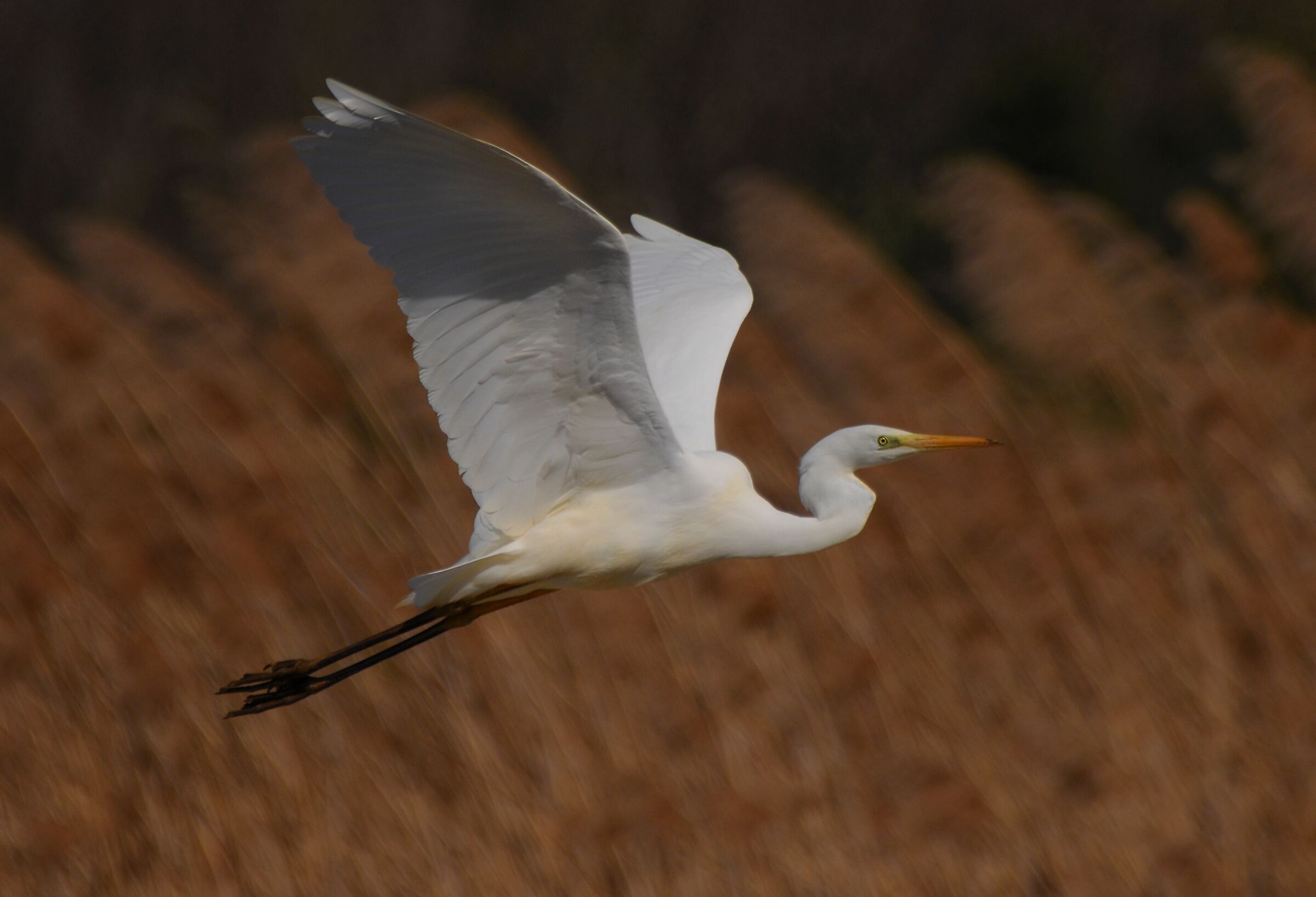 Airone bianco maggiore (Ardea alba)