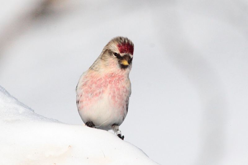 Redpoll