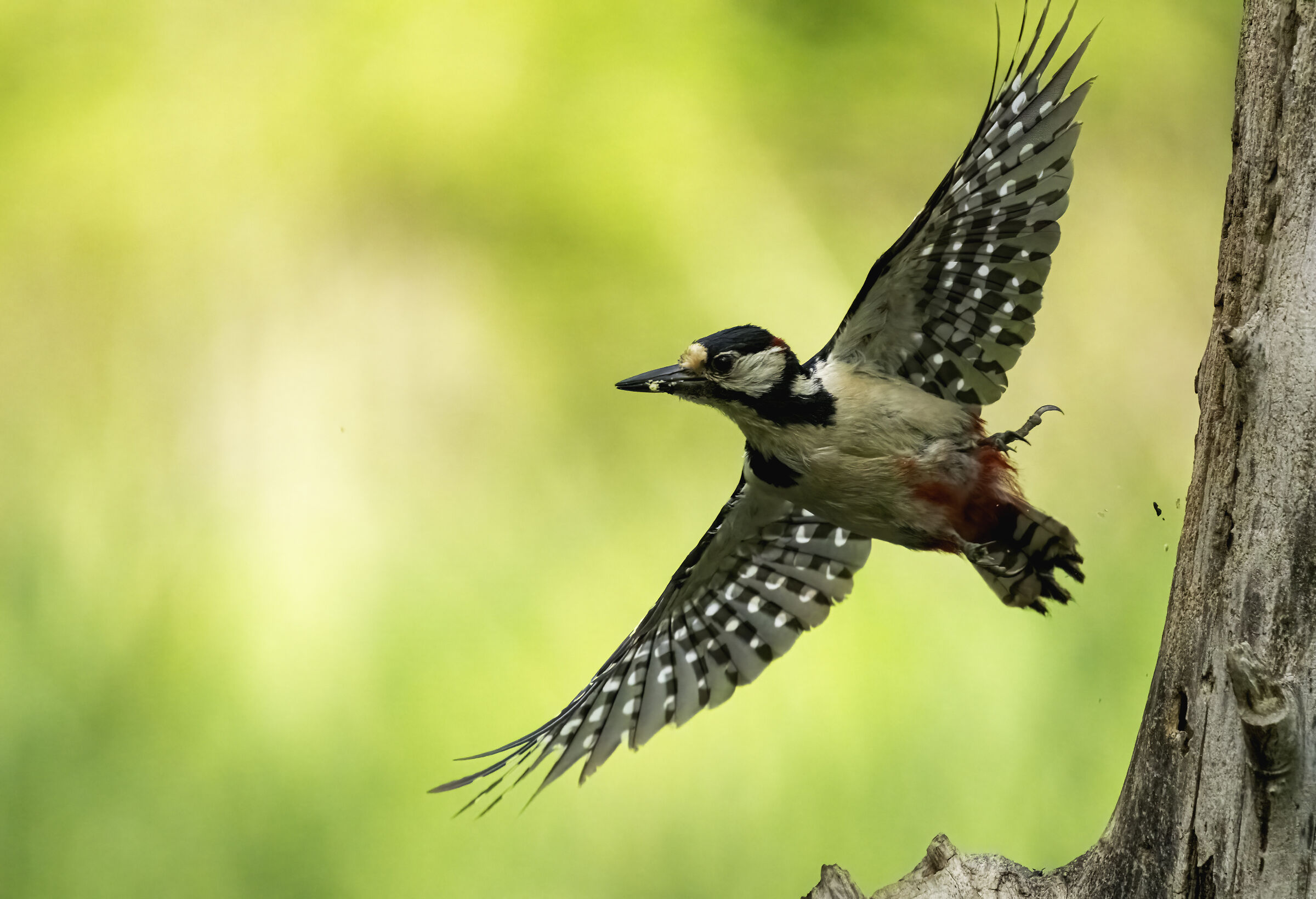 Picchio rosso maggiore