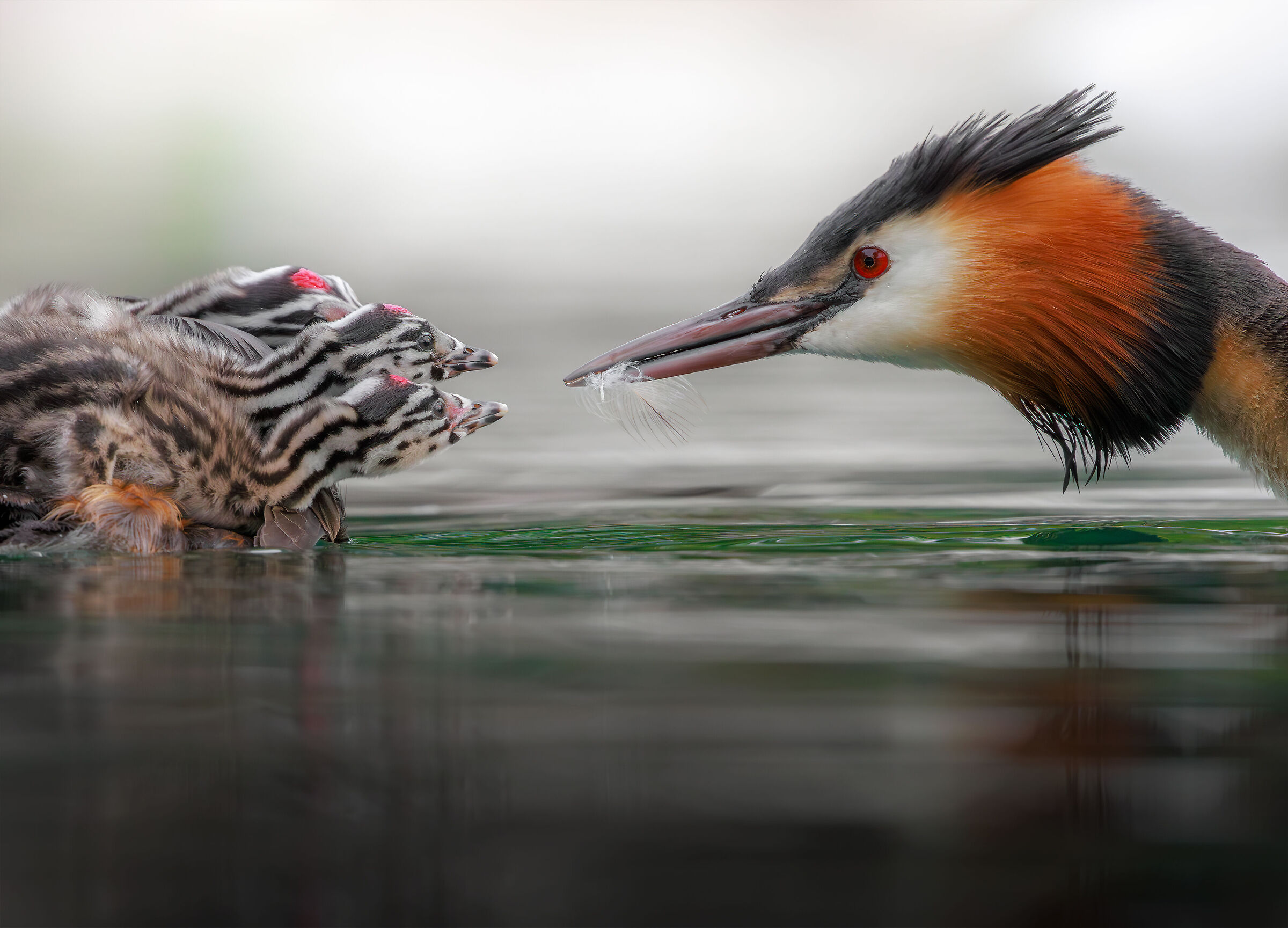 The gift of the feather