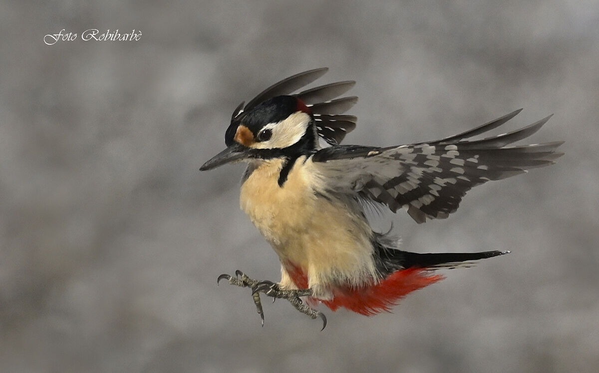 Picchio rosso maggiore...azione d'attacco...