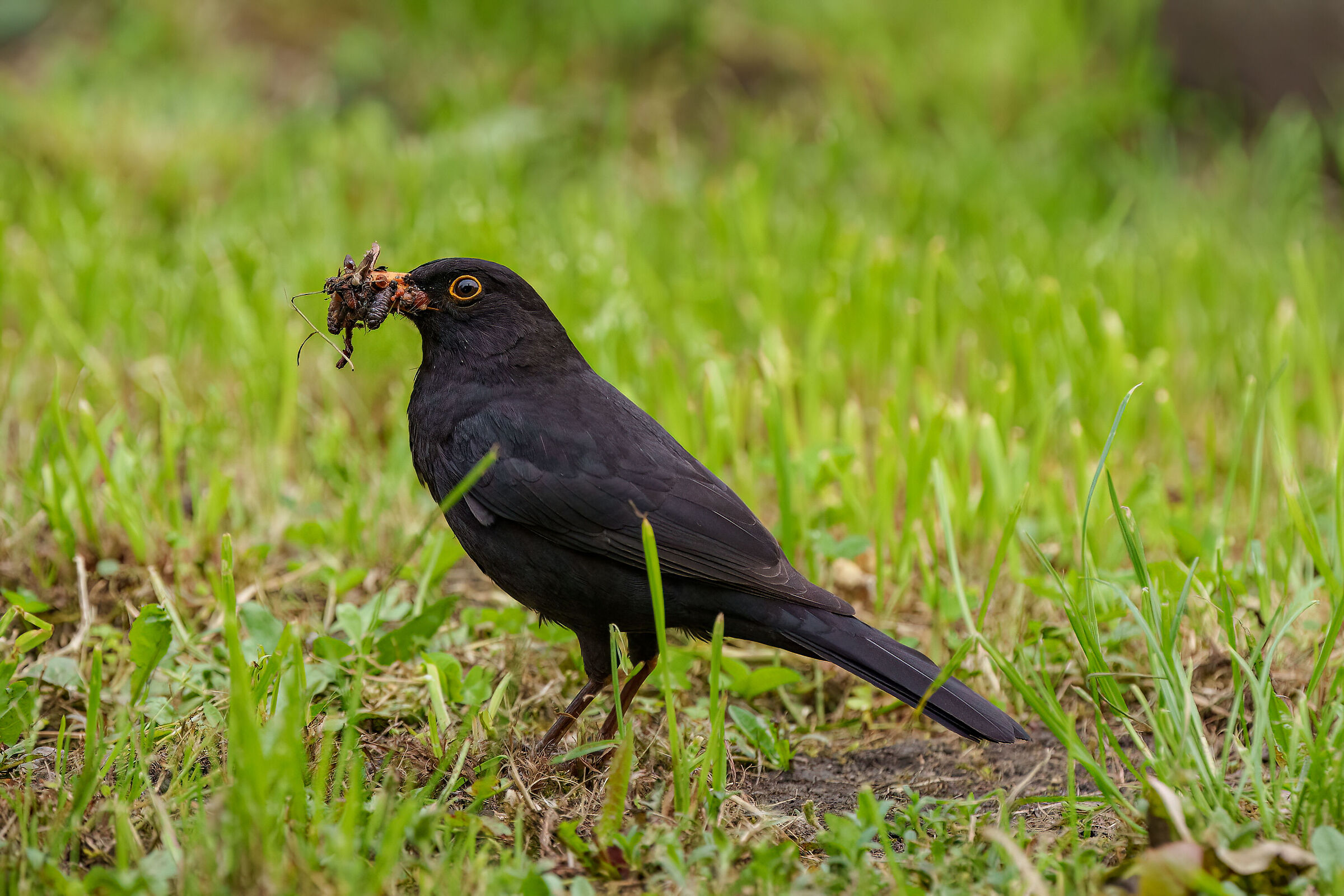 Blackbird with meal for the little ones