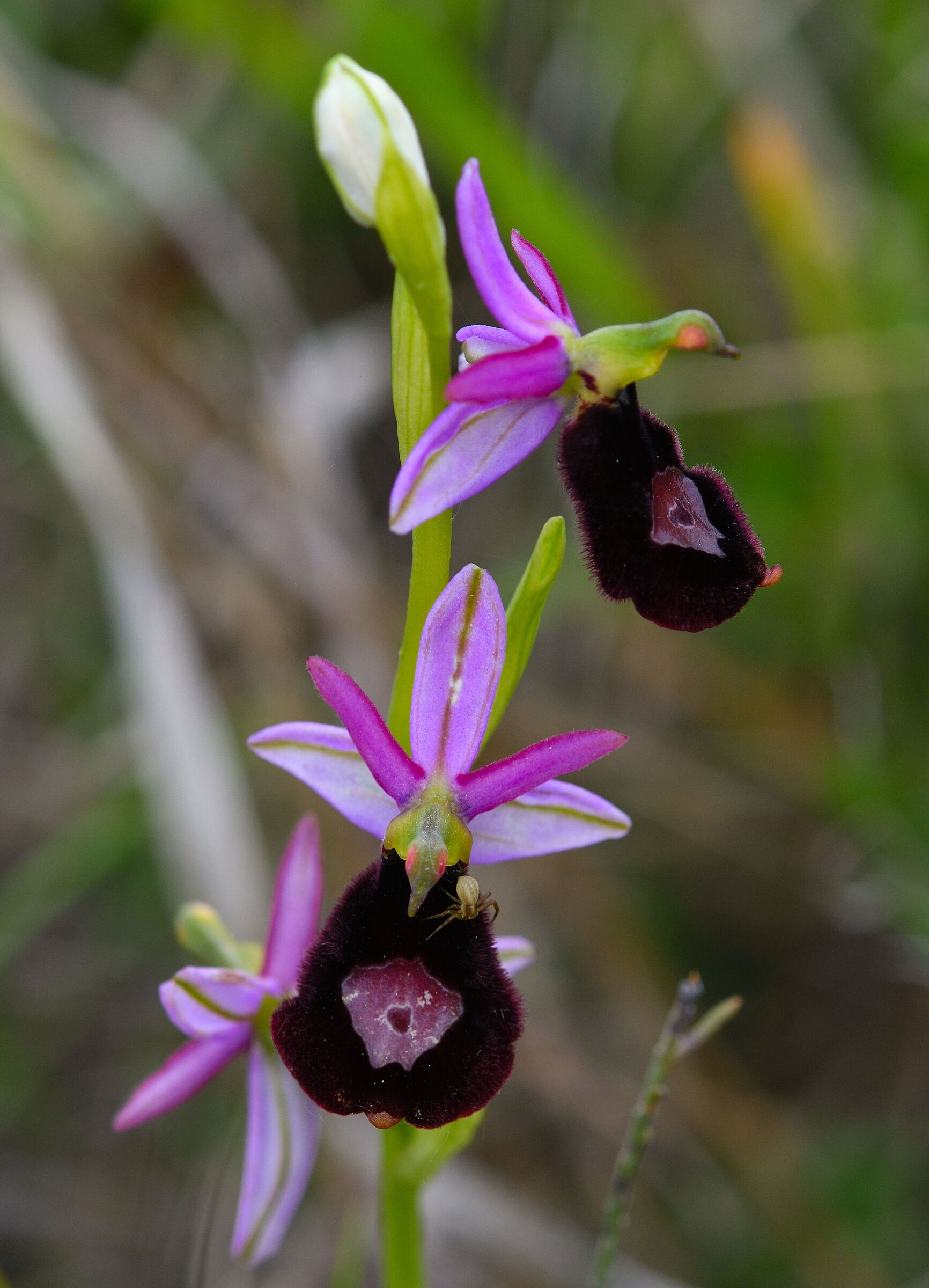 Ophrys Benacensis con ospite