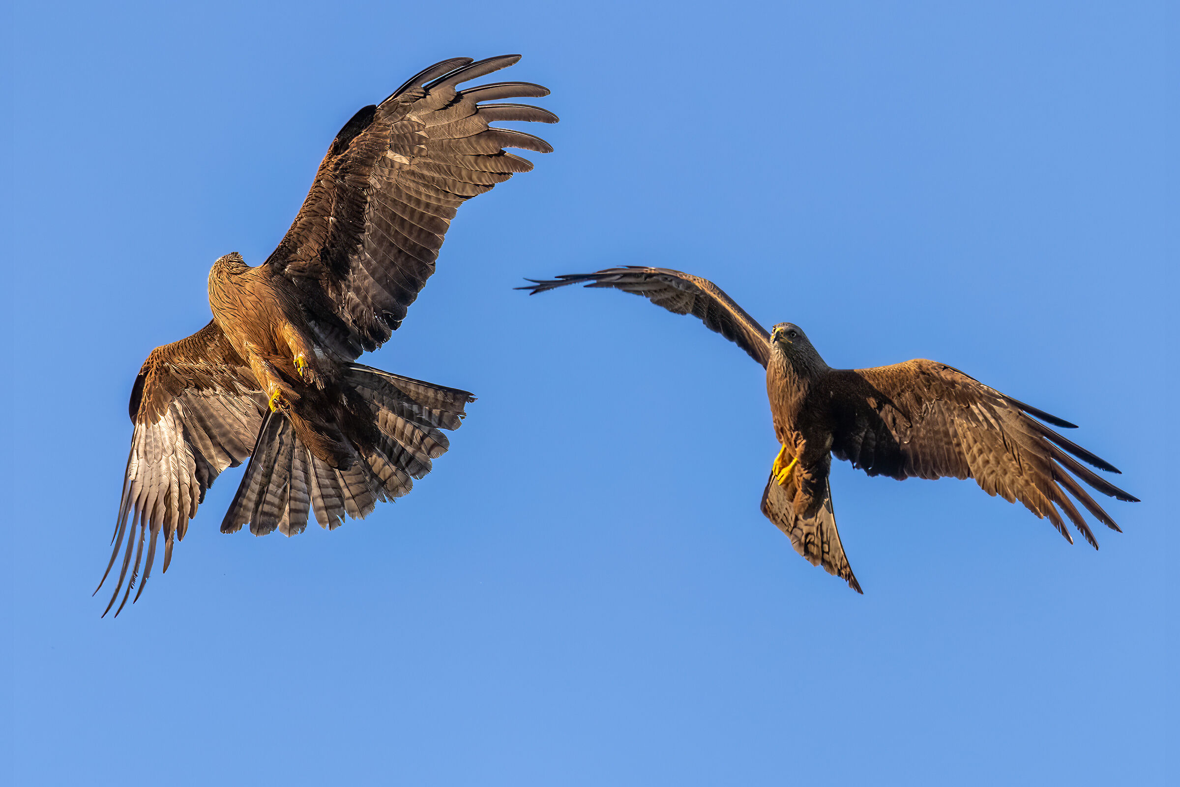 Guardarsi le spalle.