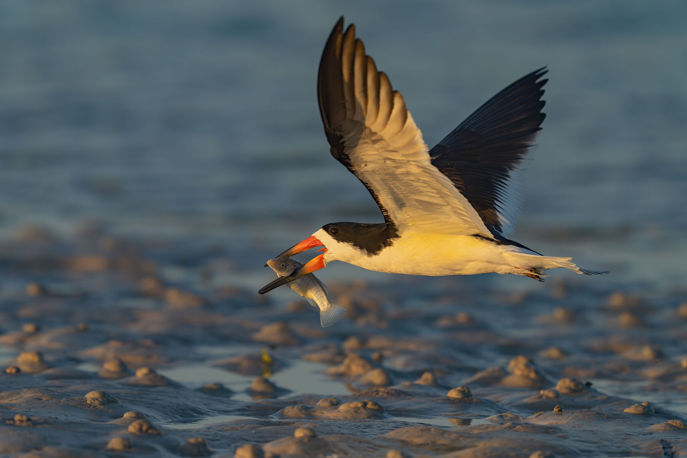 Skimmer at sunset