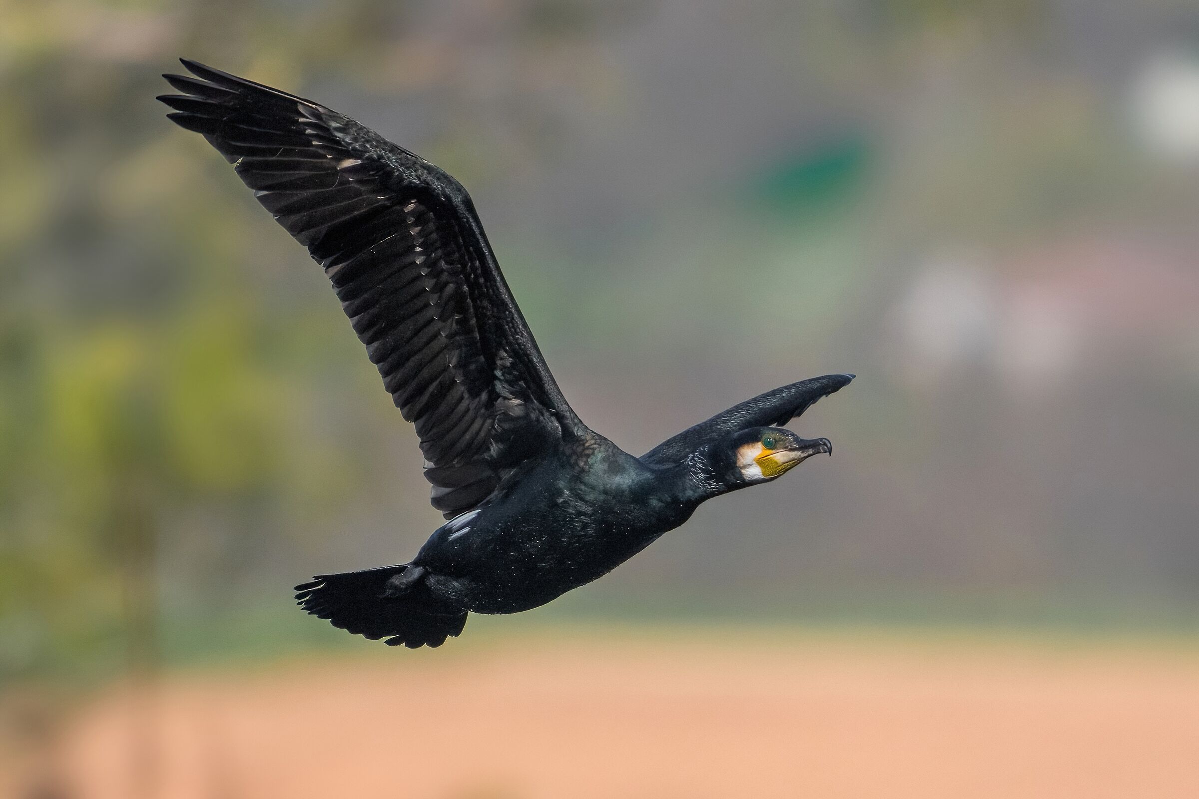 Cormorant (Phalacrocorax carbo)
