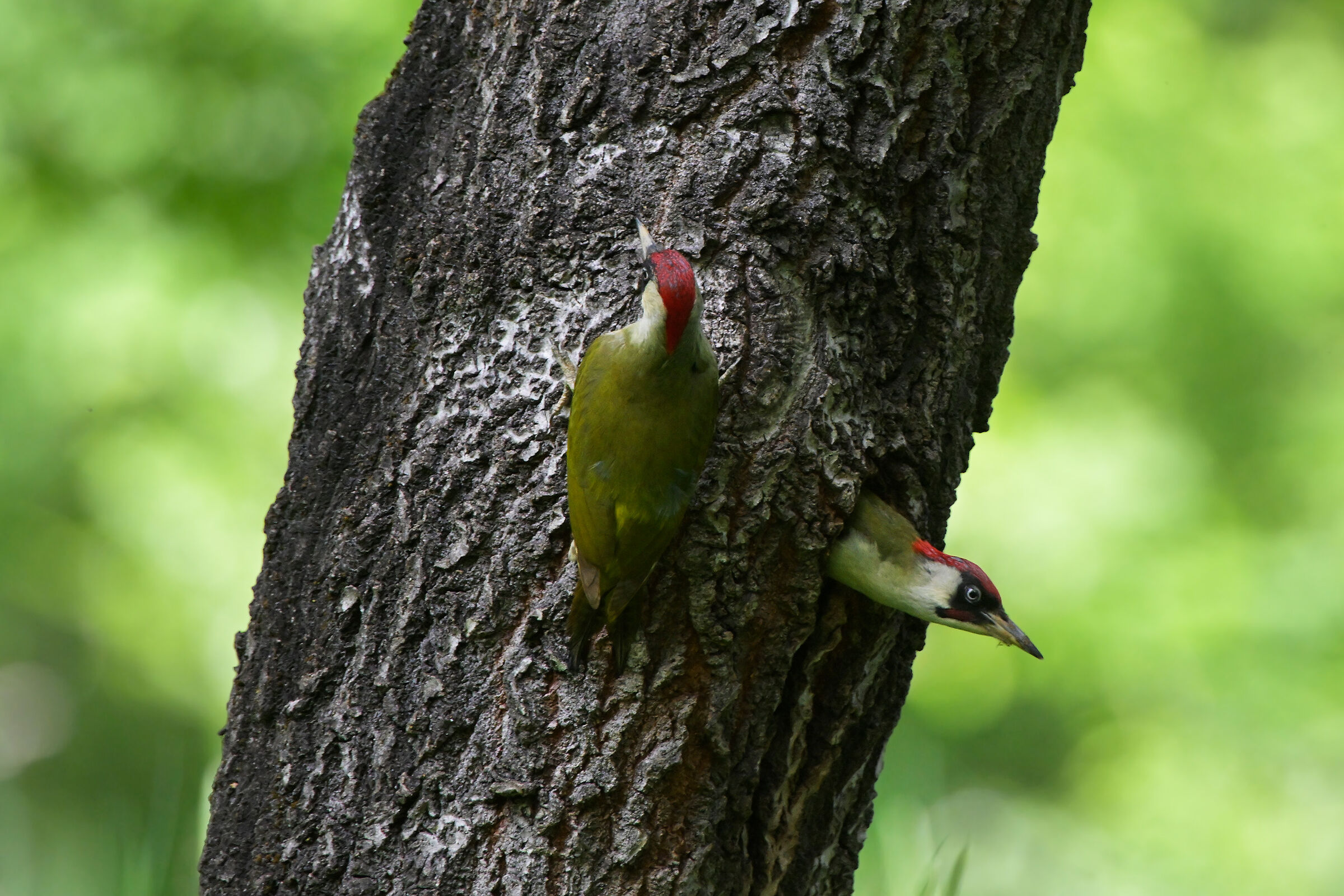 Cambio della guardia