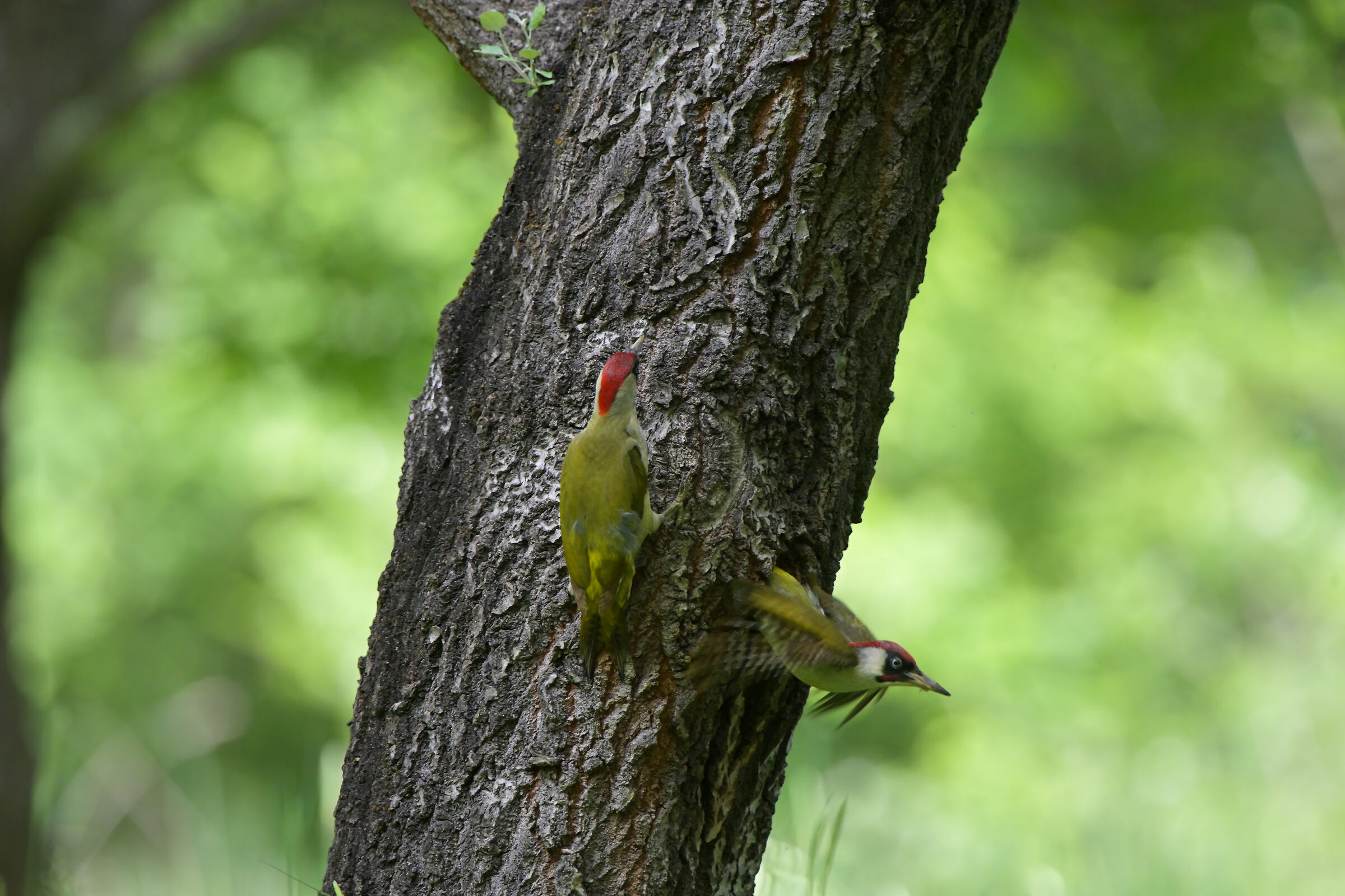 e' l' ora del turno...