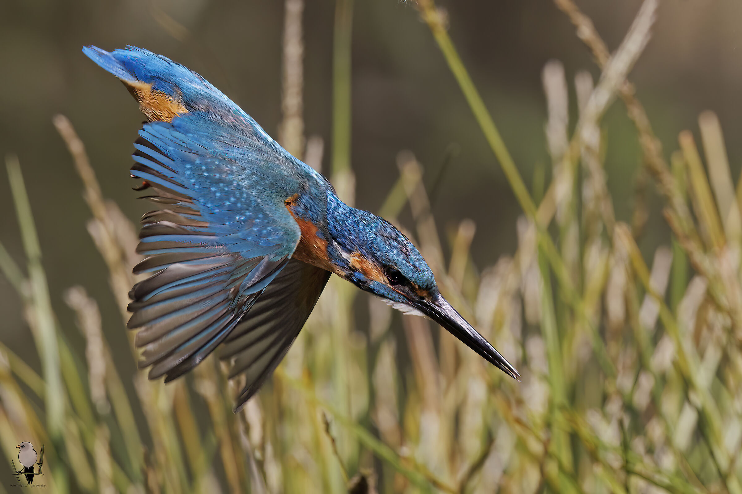 Kingfisher &male;