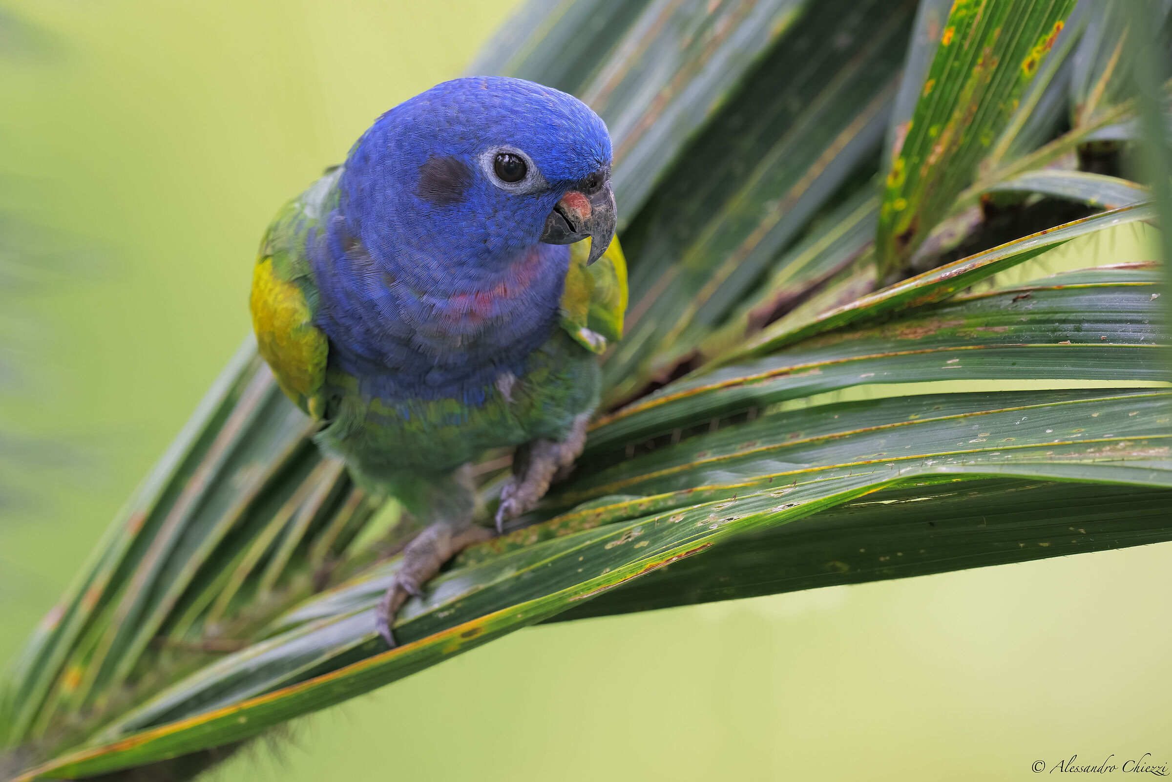 Blue-headed parrot