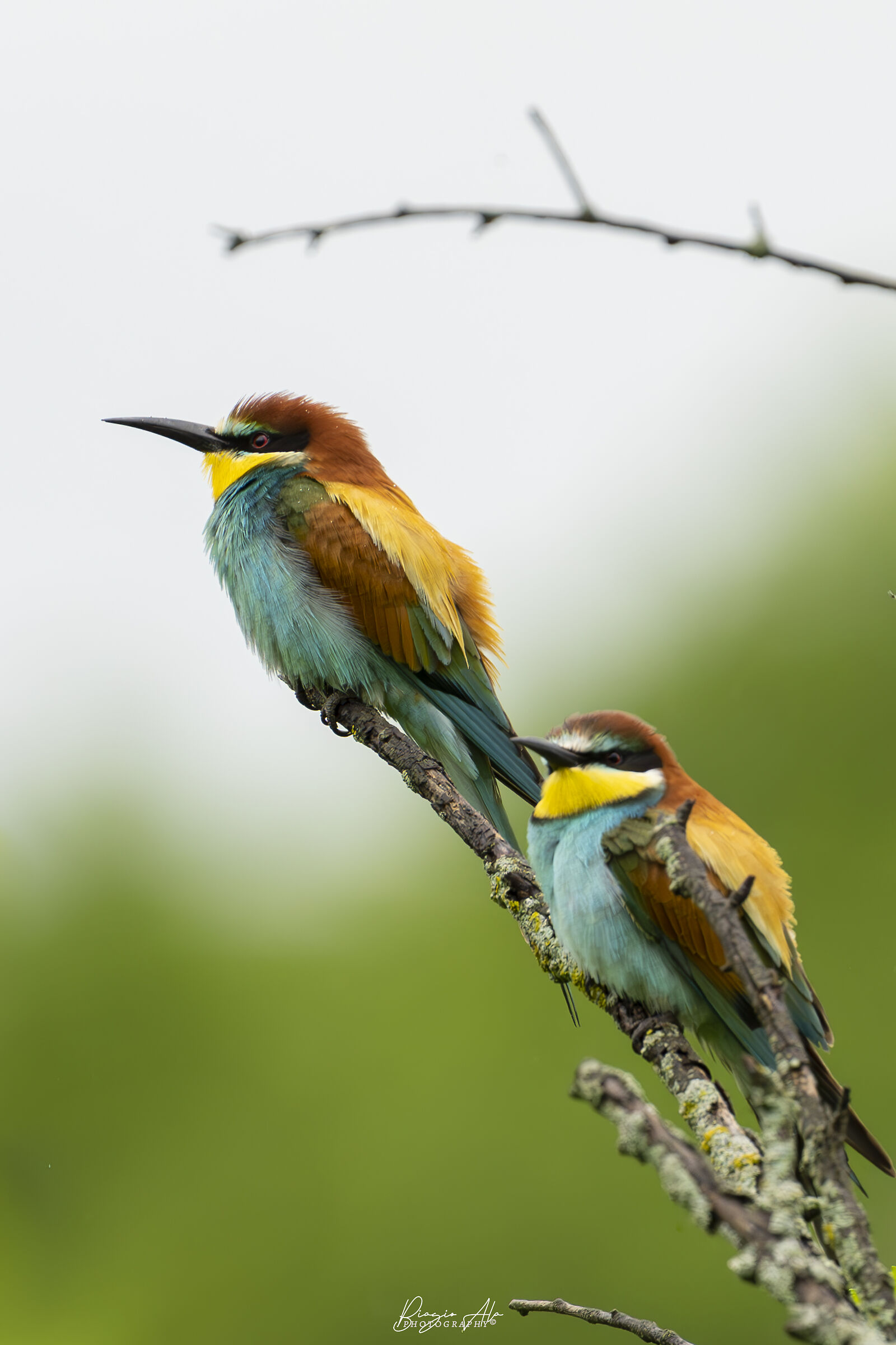 Bee-eaters