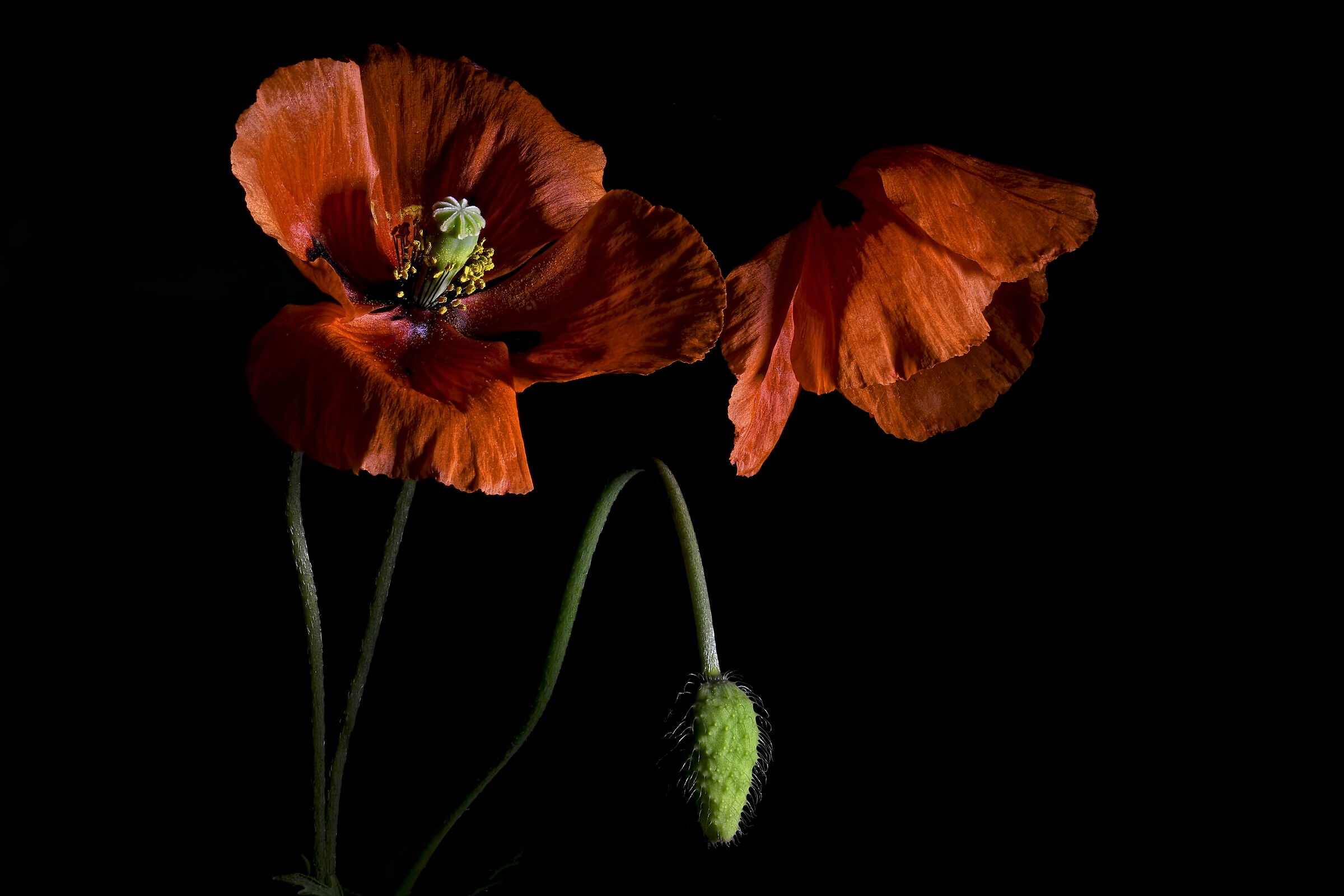 Effimera delicatezza