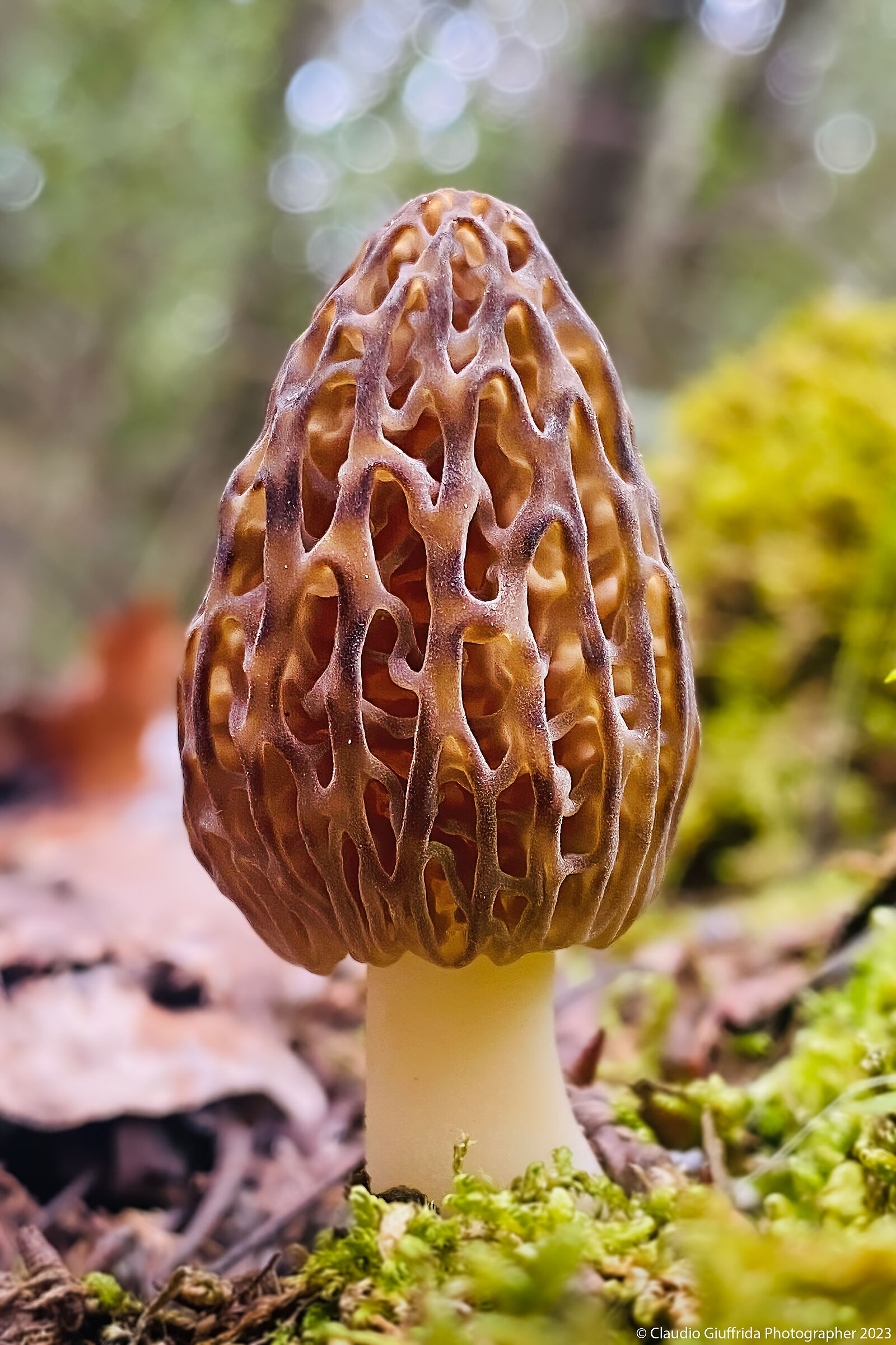 Morel