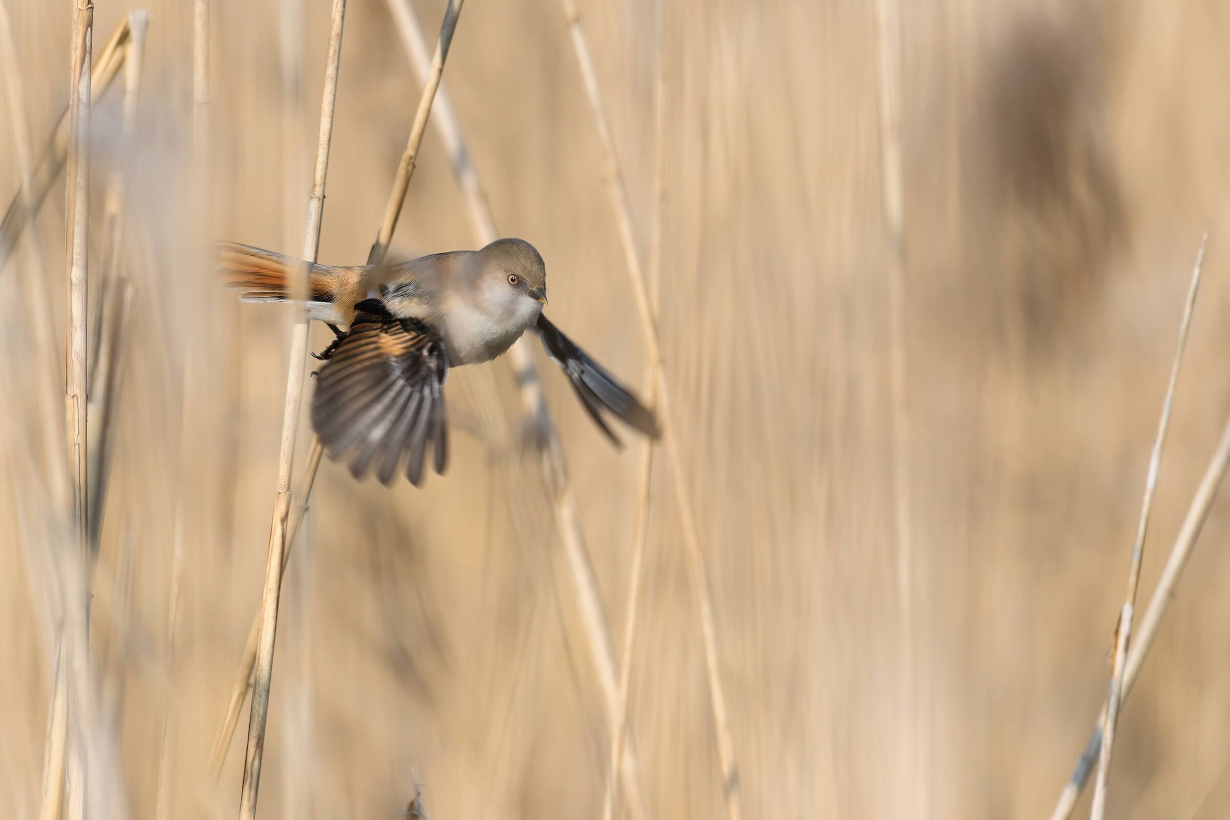 Fly