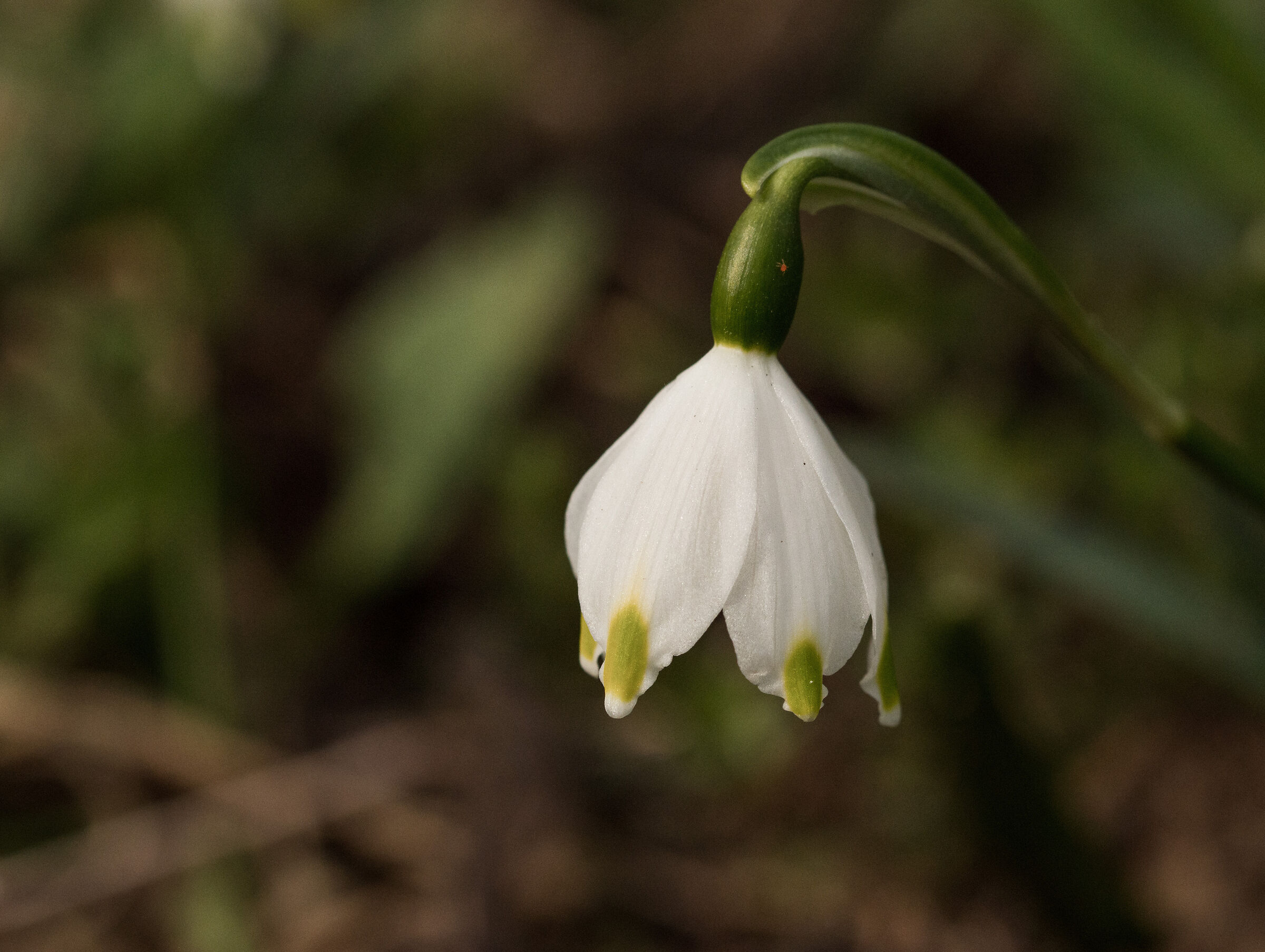 snowdrop