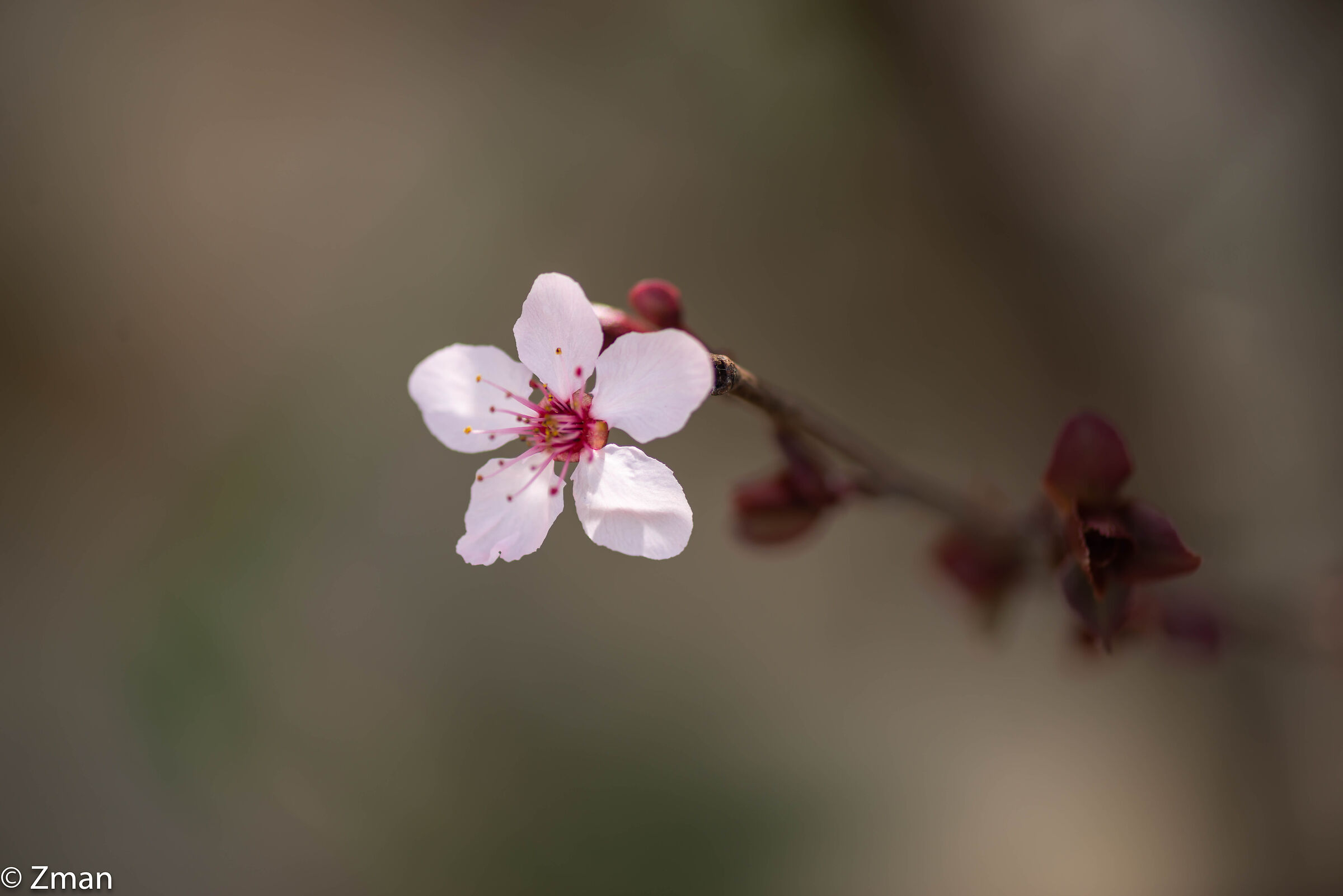 Wild and Pink
