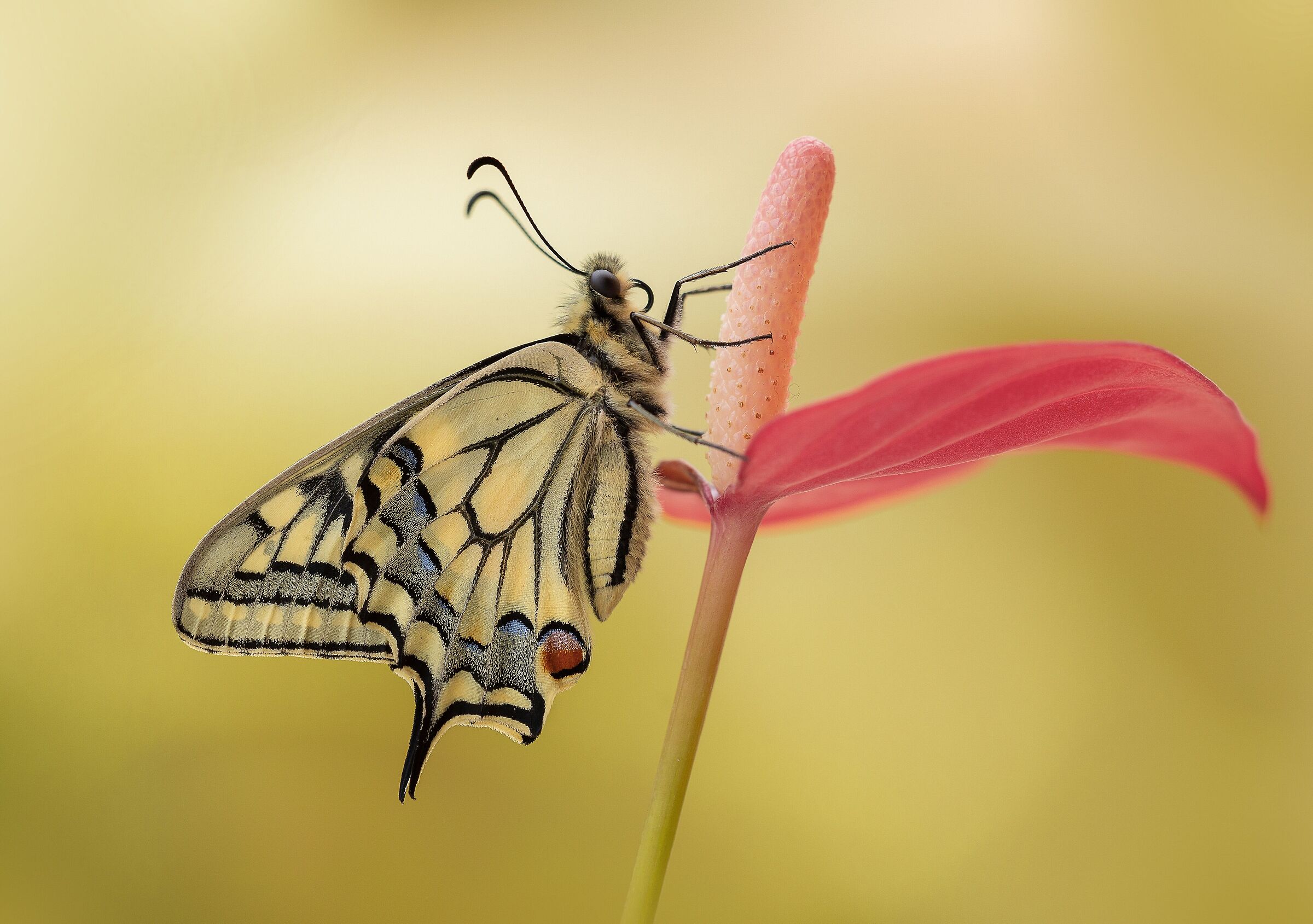 Swallowtail