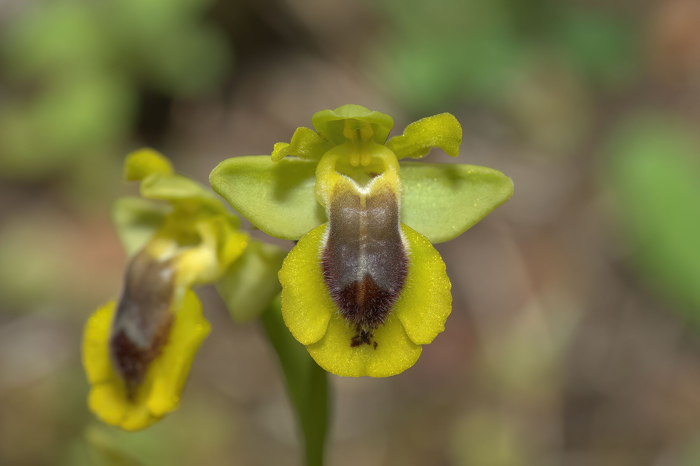 Ophrys lutea